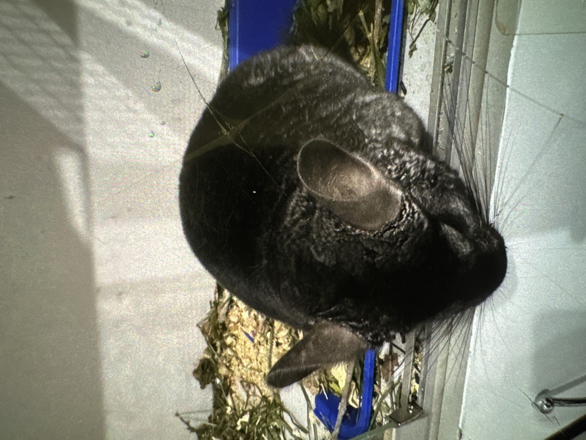 The image shows a dark gray chinchilla lying down in a cage. The chinchilla is facing downwards and to the left, with its head resting on its paws. Its fur is thick and appears to be a dark gray color with some lighter gray or white markings. The chinchilla's ears are large and prominent, and its whiskers are long and spread out.
The cage appears to be made of metal and plastic. The bottom of the cage is lined with bedding material, which looks like a mixture of wood shavings and dried hay. There is a blue plastic trough in the cage, possibly for food or water, which contains more of the hay-like bedding.
The background of the image is a light-colored, textured wall. There are some shadows on the wall, suggesting a light source is present. There are also some faint, colorful glints on the wall which appear to be reflections from something in the environment.
The image does not provide any information about the specific location of this cage within the city of Демихово, Russia.