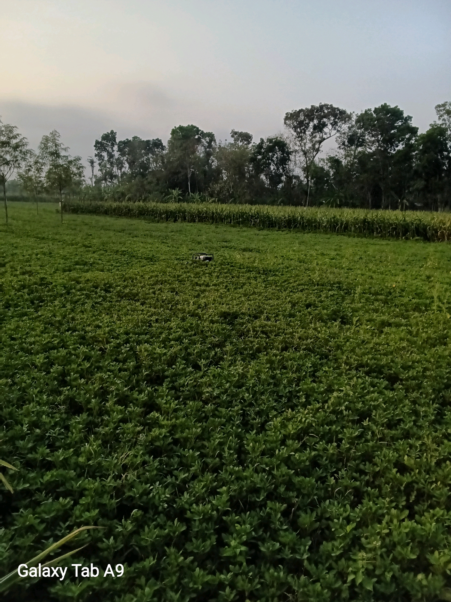 The image depicts a wide agricultural field in Bendo, Indonesia, at what appears to be dawn or dusk due to the soft, diffused lighting. The foreground is dominated by a dense, low-lying green crop, likely groundnuts or a similar plant, with lush foliage stretching across the frame. In the middle ground, a small, dark, rectangular object, possibly a generator or piece of agricultural equipment, is situated on the crop. Further back, a row of taller green plants, resembling corn stalks, forms a distinct line separating the foreground crop from the distant tree line. The background features a dense canopy of trees of varying heights and shades of green, with a pale, overcast sky above. The overall impression is one of a peaceful rural landscape in Indonesia.
