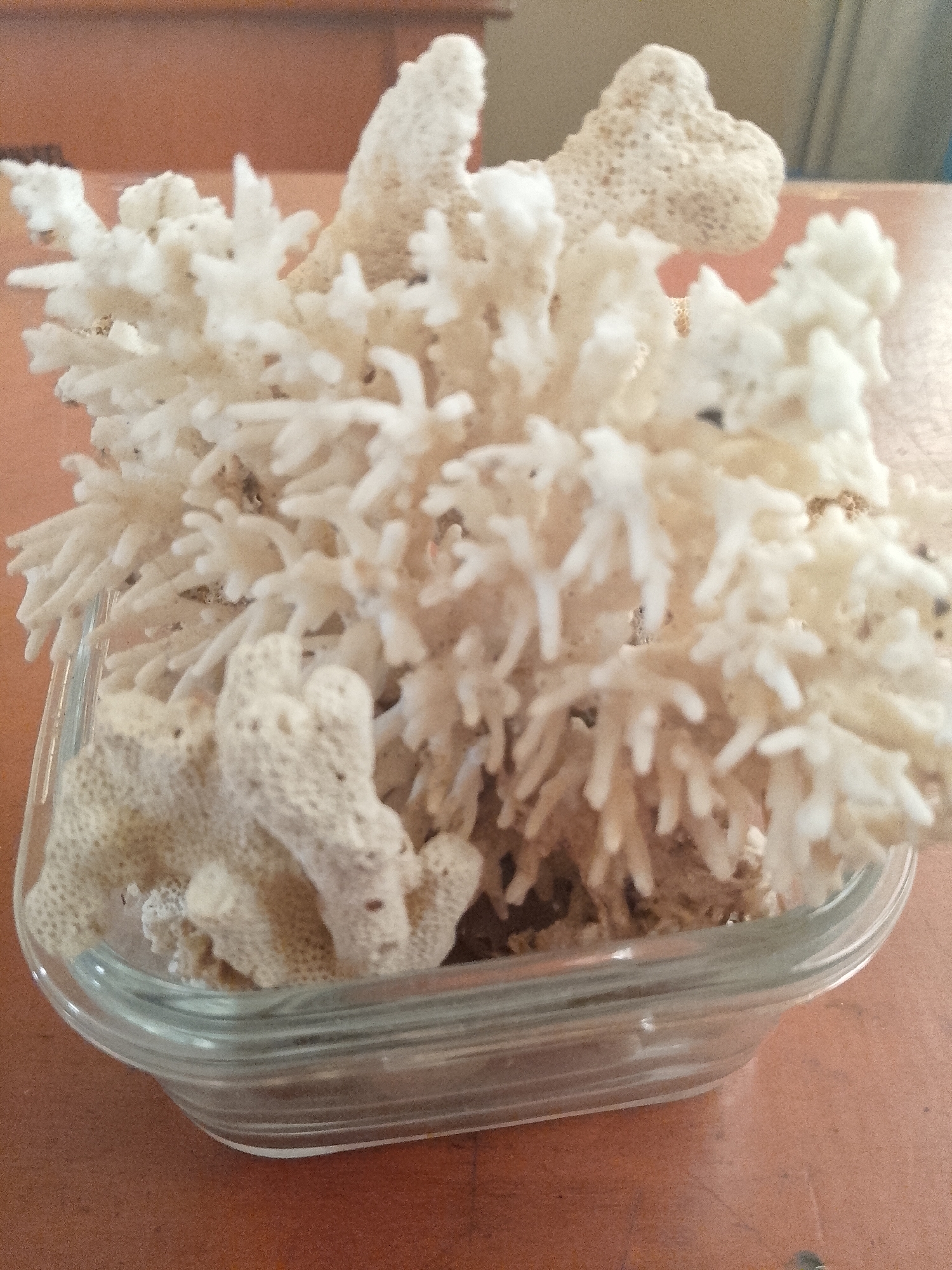 A close-up, eye-level shot features white coral branches arranged in a clear glass dish on a brown wooden surface. The coral is diverse in shape and texture, with some pieces appearing delicate and branched, while others are more porous and irregular. The background is softly blurred, with hints of a brown wall or furniture, and the overall lighting is warm. The scene is devoid of any people or animals. The exact location in Kapitu, Indonesia, is not discernible from the image itself.