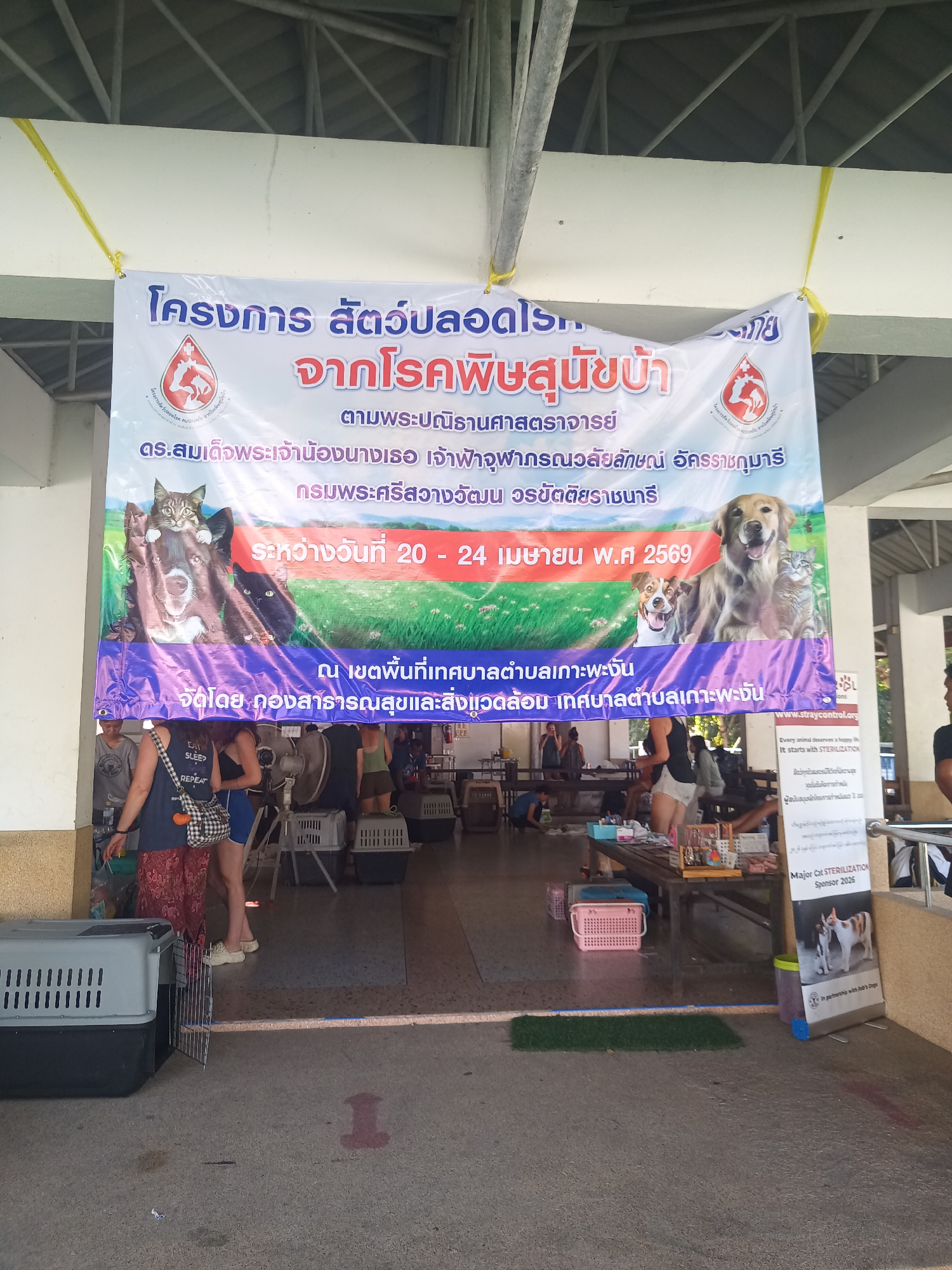 This image captures an indoor or covered outdoor scene in Thong Sala, Thailand, depicting an animal welfare event. A large banner, prominently displayed, is the focal point, announcing a "Rabies-Free Animal Project" (โครงการ สัตว์ปลอดโรค จากโรคพิษสุนัขบ้า). The banner states that the event is held under the royal initiative of Her Royal Highness Princess Chulabhorn Krom Phra Srisavangavadhana, indicating significant patronage. It specifies the dates as April 20-24, 2026, and the location as the Koh Phangan Municipality area, organized by its Public Health and Environment Division. The banner features images of various dogs and cats, symbolizing the beneficiaries of the program.
Below the banner, several individuals, mostly women, are visible, some standing and others attending to activities. They appear to be participants or organizers of the event. Numerous animal carriers (crates for dogs or cats) are scattered on the ground, suggesting animals are being brought in or are awaiting services. Tables are set up in the background, holding various supplies and equipment, indicating a temporary clinic or processing area. A large fan is also visible, providing ventilation.
To the right, a vertical banner reinforces the message with text in English and Thai. It displays "www.straycontrol.org" and the motto "Every animal deserves a happy life. It starts with STERILIZATION." It also mentions "Major Cat STERILIZATION Sponsor 2026" and "In partnership with Rob's Dogs" (partially visible), highlighting the focus on animal sterilization. One person in the foreground wears a t-shirt with "EAT SLEEP REPEAT" printed on it. The overall setting suggests an organized community effort to promote animal health and control stray populations in Koh Phangan.