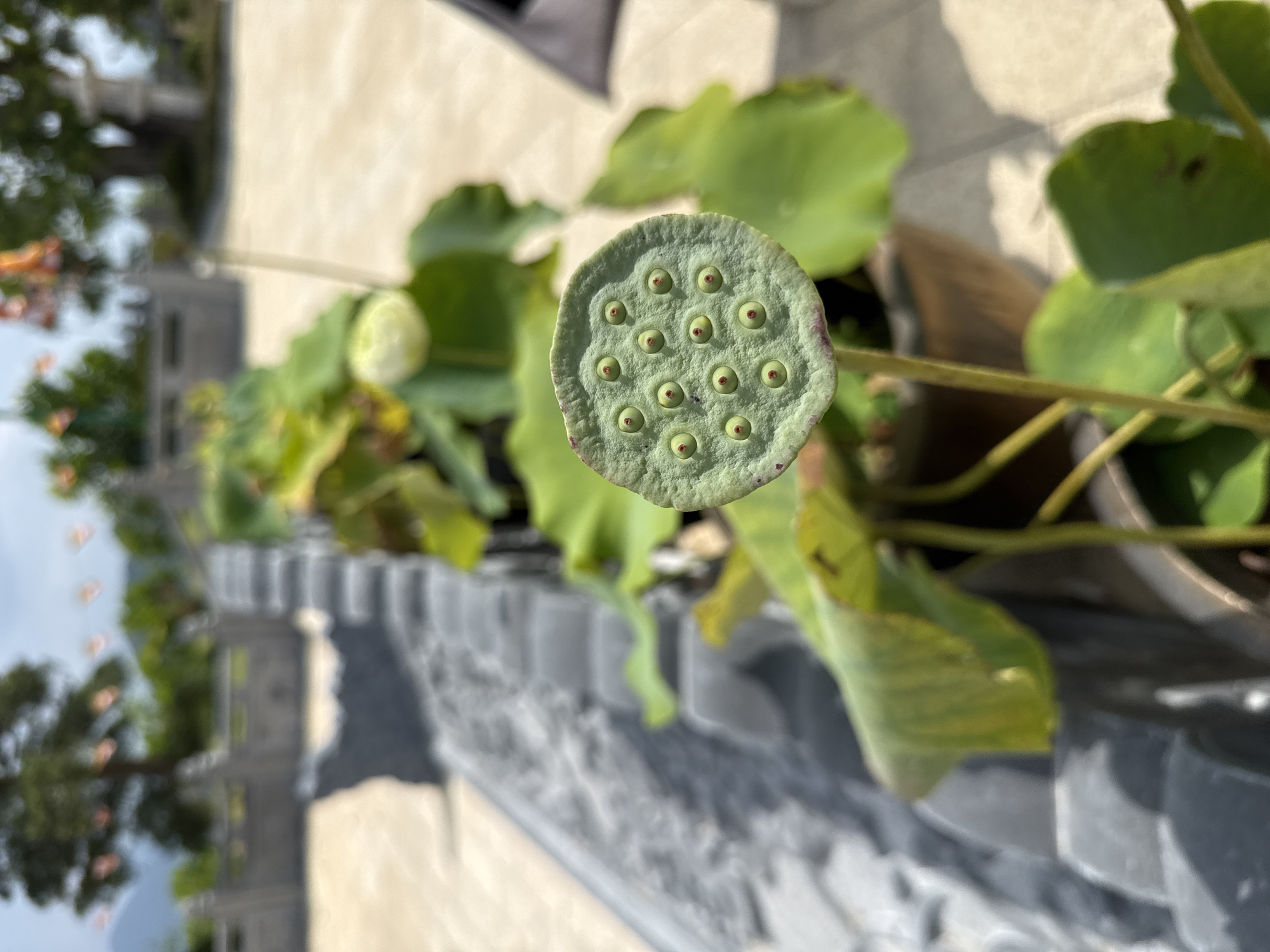 A close-up shot of a lotus seed pod takes center stage, its green surface punctuated by numerous seed holes, each with a dark center. The pod is surrounded by green lotus leaves and set against a backdrop of blurred structures that appear to be situated in an urban area. The scene is sunlit, casting shadows and highlighting textures. The image suggests a location in Diên Khánh, Vietnam, where lotus plants are cultivated.