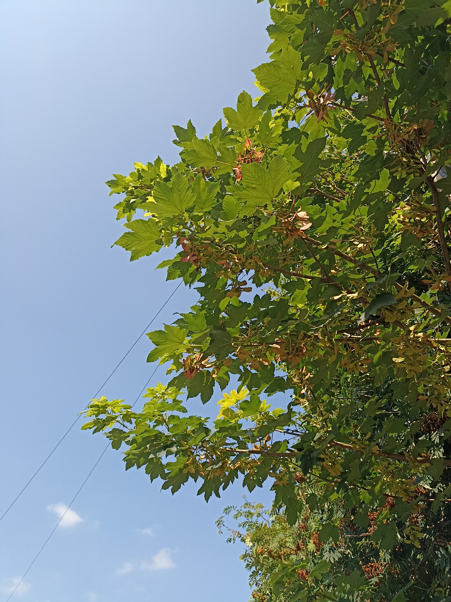 A low-angle shot captures a clear, bright blue sky with a few wispy clouds. The upper right portion of the frame is dominated by the dense green foliage of a tree, its leaves and branches silhouetted against the sky. The tree appears to be in full leaf, with clusters of winged seeds, commonly known as samaras, visible amongst the leaves. In the lower left quadrant, two thin, dark electrical wires stretch diagonally across the sky. The scene is likely outdoors in a semi-urban or rural setting, given the presence of the electrical wires and the mature tree. The image lacks any human presence or discernible activity. The location is Annagry, Ireland.