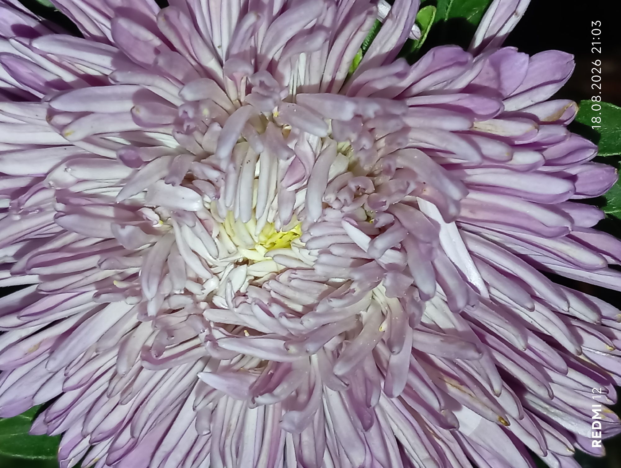This is a close-up, indoor photograph of a light purple aster flower, likely taken at night given the timestamp. The flower's petals are delicate and layered, radiating from a central yellow core. Some petals show subtle variations in color and texture, with hints of white and darker purple streaks. The background is dark, with a few dark green leaves visible on the right side. The image has text overlays indicating "REDMI 12" in the bottom left corner and "18.08.2026 21:03" in the bottom right corner, suggesting it was taken with a Redmi 12 phone at 9:03 PM on August 18, 2026. The flower is the sole subject and there are no people or other objects present. The location in Smila, Ukraine is not visually determinable from the image itself.