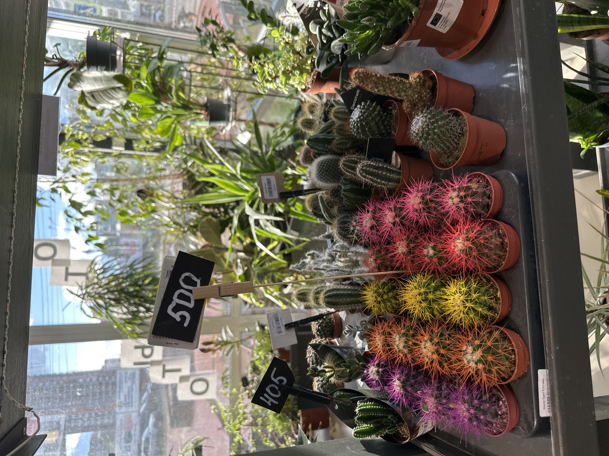 The image shows a display of various potted cacti and succulents in what appears to be a greenhouse or plant nursery. In the background, through a window, there are buildings and what looks like a street with some parked cars, indicating an urban or semi-urban environment. The lighting suggests it's daytime, possibly with sunlight filtering through the window. There are price tags visible in front of some of the plants. One tag clearly shows "500", and another shows "405". The overall setting is that of a retail plant store. There are no people visible in the image.