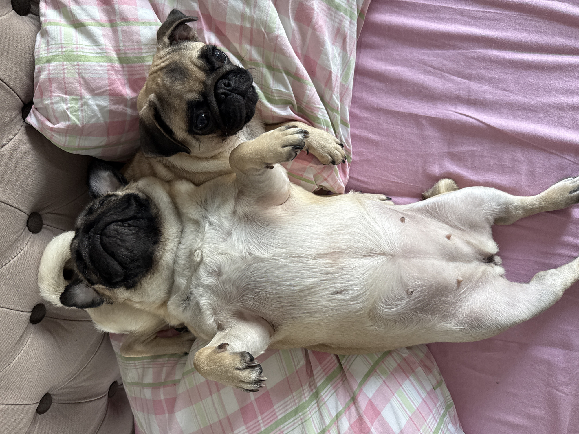 Two fawn-colored pugs are lying on a pink bed with a pink and green plaid pillow. The pug in the foreground is on its back with its belly exposed, and its legs are splayed out. The second pug is lying on top of the first pug, with its head resting on the first pug's stomach. The background is a tufted headboard of a bed. The scene is well-lit, with soft lighting.