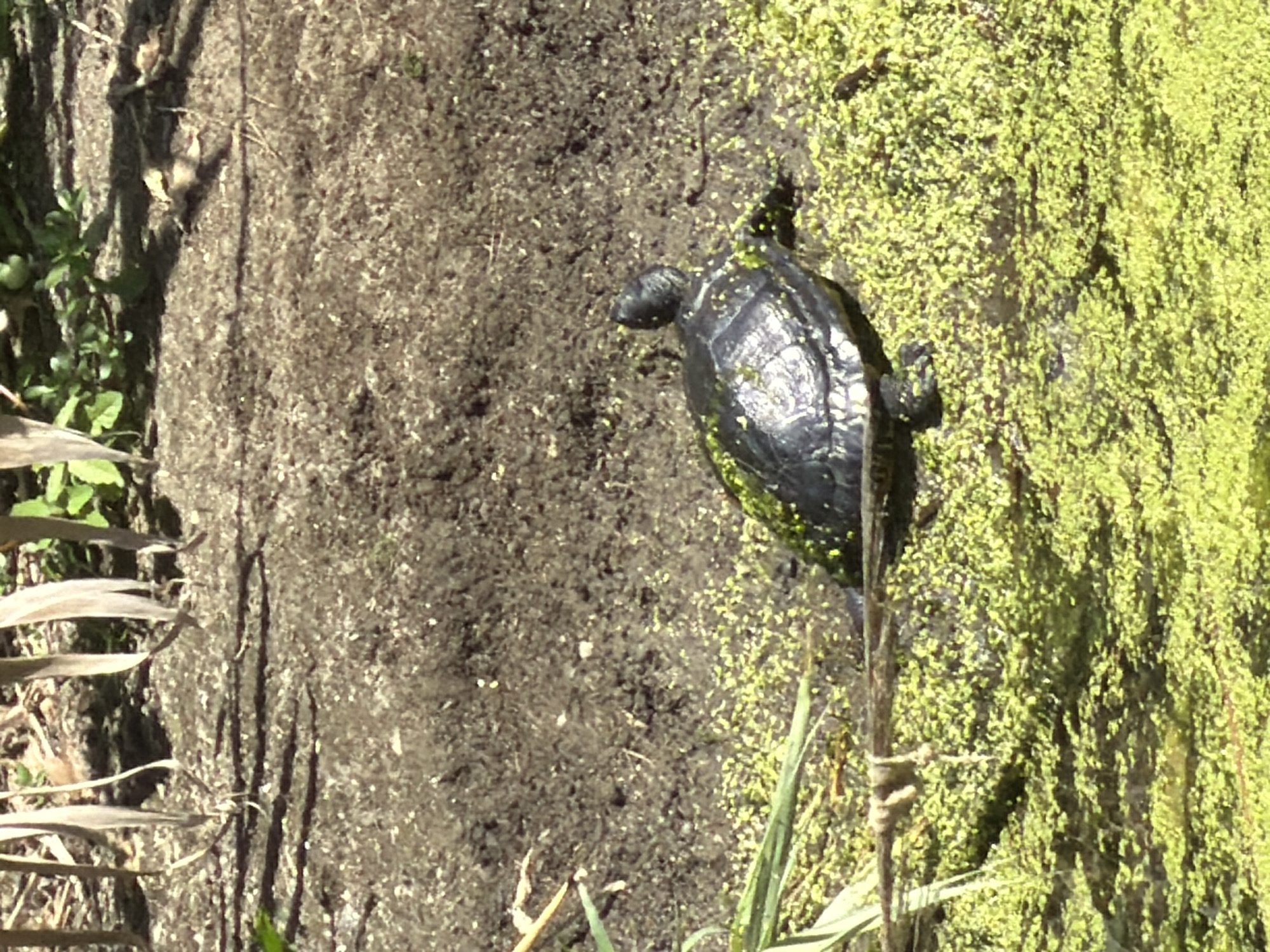 A black turtle with a patterned shell is resting on a surface covered in bright green aquatic plants. The turtle is positioned in the lower right quadrant of the image, facing slightly to the left. Its head is raised, and its limbs are extended. The background consists of dark, muddy ground with some dry leaves and sparse vegetation. The scene appears to be an outdoor natural environment, possibly a pond or marsh, illuminated by sunlight which casts shadows. There is no indication of the city of Estepona, Spain, or any specific location within it.