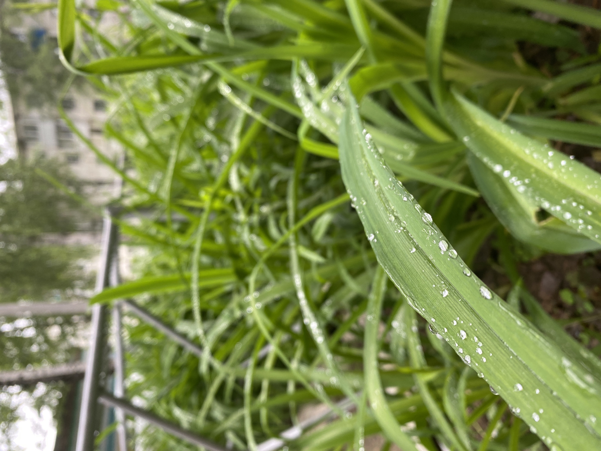 The image presents a close-up view of green grass blades covered with water droplets. The background includes a blurry view of buildings and trees, along with part of a grey metal fence. The location is possibly Chaikovsky, Russia, judging from the urban landscape visible in the background. No people, subjects, objects, actions, or interactions are explicitly visible in this image. The environment is moist, suggested by water droplets on the grass.