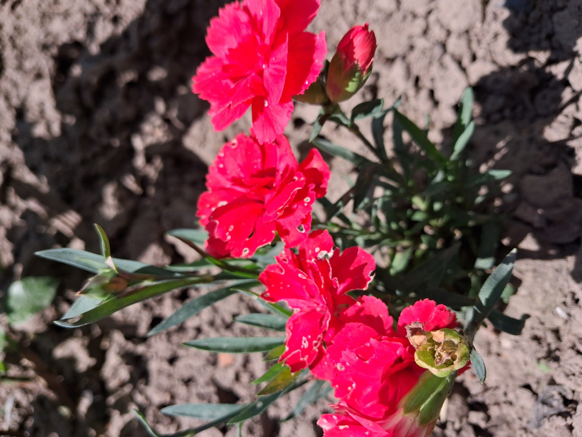 A close-up, high-angle, eye-level shot depicts several vibrant pink carnation flowers in bloom, set against a background of dry, cracked earth. The flowers, with their distinctively fringed petals, are the primary focus, some fully open and others in bud. The foliage is a deep green, with slender, pointed leaves. The ground is composed of dark, dry soil, with shadows cast from the plants, suggesting it is a sunny day. There is no indication of human presence, specific location within Krolevets, Ukraine, or any particular action or interaction.