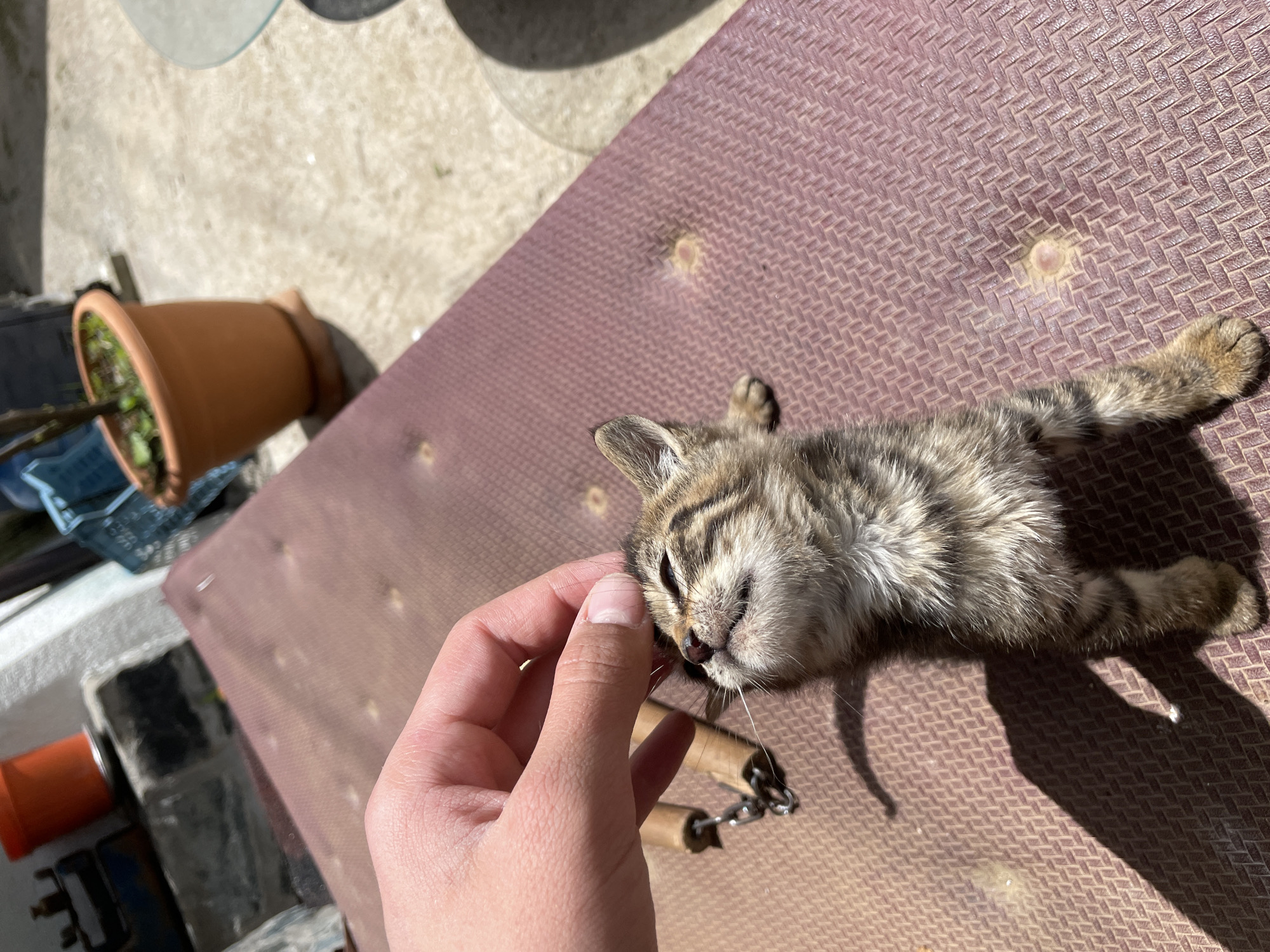 A tan and black striped kitten lays on a brown textured surface outside, with a hand touching its face. Nunchucks rest on the surface near the kitten's head. A flowerpot and other items are visible in the background. The location is Zlatograd, Bulgaria.