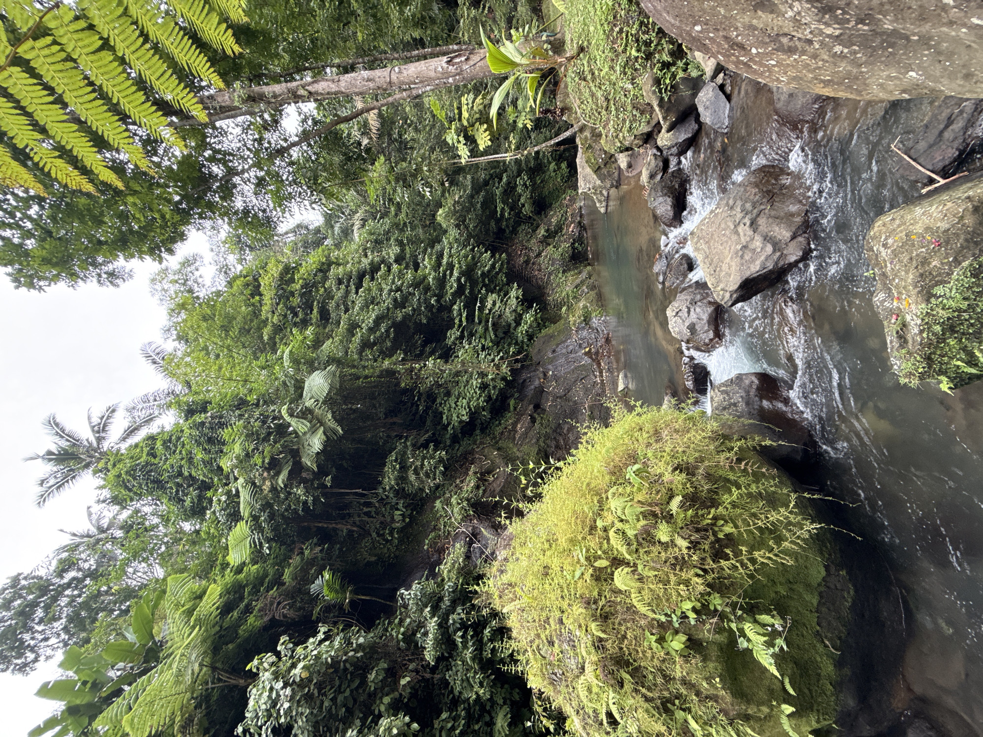 This image presents a vibrant and lush natural landscape, likely a tropical rainforest or jungle, centered around a flowing rocky stream. The perspective is slightly elevated, looking down into the water and across to the opposing bank, with glimpses of a bright, overcast sky visible through the dense tree canopy.
The focal point is a clear, fresh stream or small river that meanders through the scene. Its water exhibits varying hues, appearing a tranquil greenish-blue in calmer pools and a foamy white where it tumbles over numerous rocks, creating small rapids. A slender, dark stick floats in the water near the right bank. The stream is bordered and filled with an array of grey rocks, many of which are heavily covered in bright green moss and smaller plants, indicating a damp and fertile environment.
The vegetation is exceptionally dense and diverse. Large, prominent fern fronds with distinctive patterns extend into the foreground and mid-ground. The banks are flanked by tall trees, some with visible grey trunks, others forming a thick canopy of varied green foliage. In the distance, towards the upper left, the distinct silhouettes of palm trees can be seen against the sky. The sheer abundance of plant life, from large leaves to delicate mosses and vines clinging to rocks and tree trunks, creates a rich and intricate natural tapestry.
The scene is illuminated by soft, diffused daylight, suggesting an overcast sky or the filtering effect of the thick canopy, which enhances the vibrant greens without casting harsh shadows. There are no people or man-made objects present, emphasizing the pristine and untouched nature of the environment. This tranquil and verdant scene captures the essence of a healthy tropical ecosystem, consistent with the specified location of Tegallalang, Indonesia.