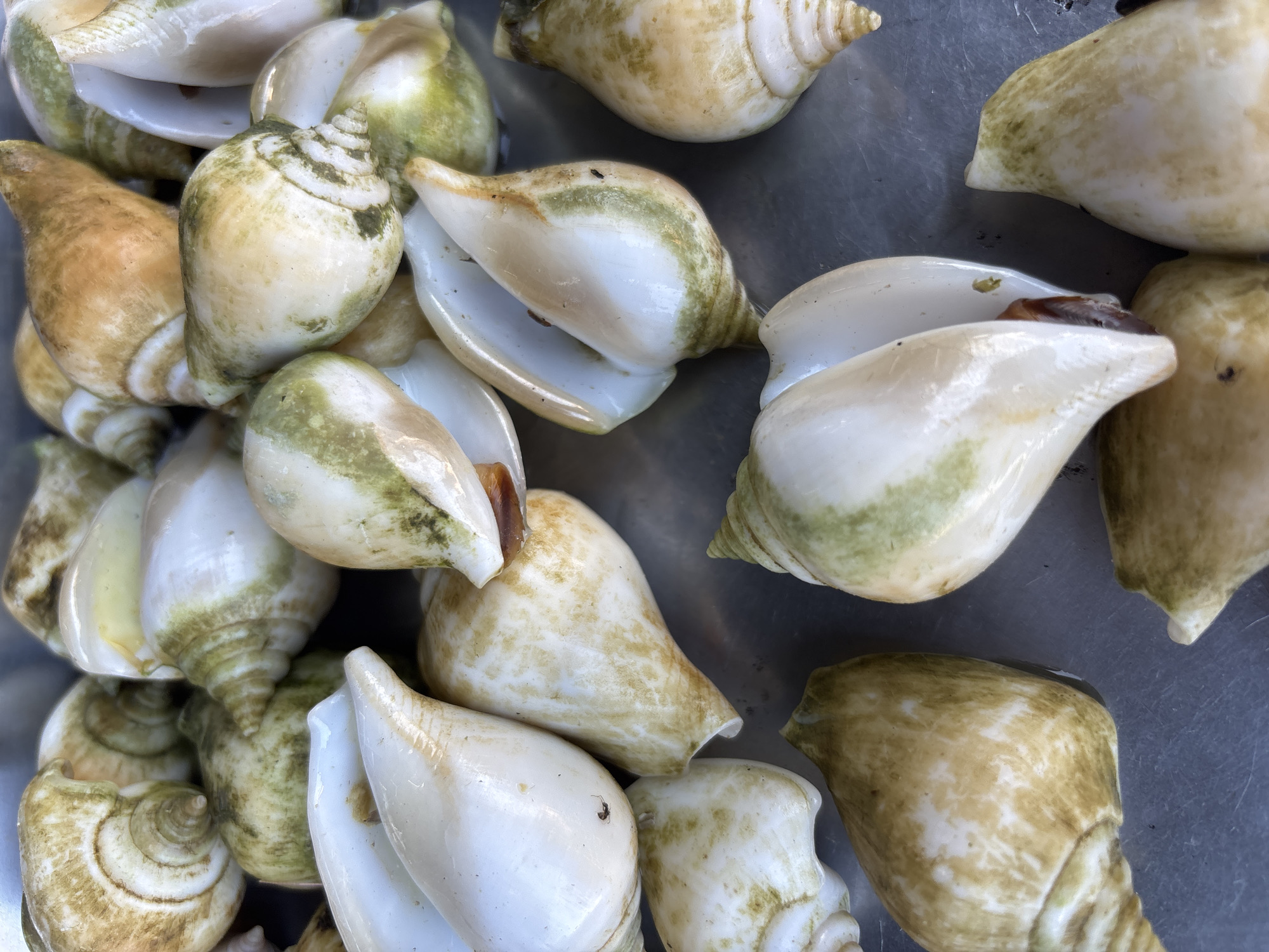 The image shows a close-up view of a pile of sea snails, likely for sale, on a metal surface. The snails have a light-colored shell with greenish-brown markings and variations. Some shells are open, revealing the interior. The location is presumed to be Baan Chaweng Noi, Thailand, based on the user's request, although this cannot be visually confirmed. There are no people visible in the scene. The snails are the primary objects, and they are piled together. There are no visible actions or interactions depicted. The environment is limited to the metal surface and the snails themselves.