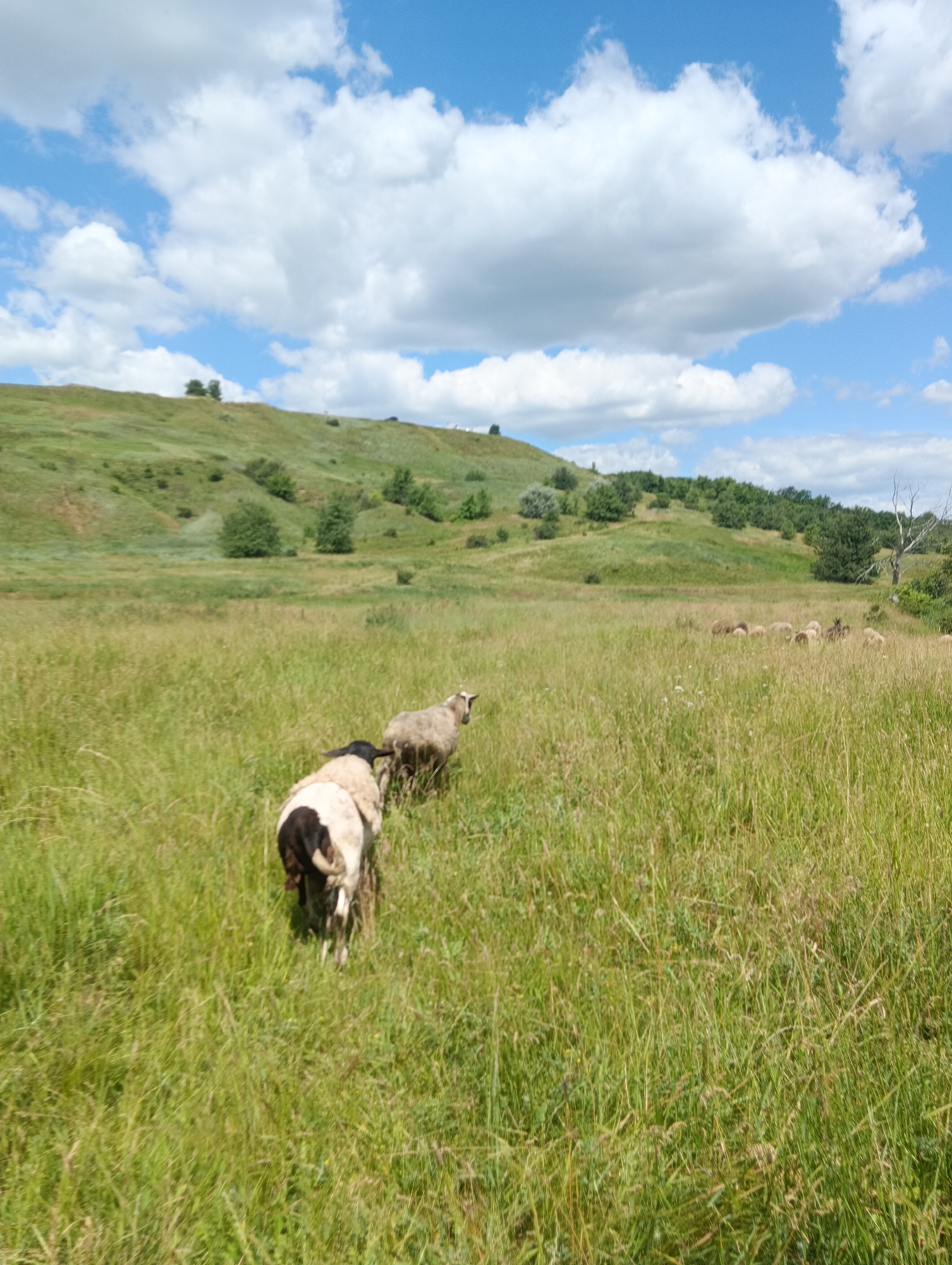 In a wide-angle shot, a herd of sheep grazes in a sun-drenched, grassy field. The sheep are scattered throughout the field, with some closer to the foreground and others further in the distance. The terrain is gently rolling, with a hill in the background covered in green vegetation and dotted with trees. The sky above is a vibrant blue, adorned with fluffy white clouds. The overall impression is one of peaceful pastoral serenity.