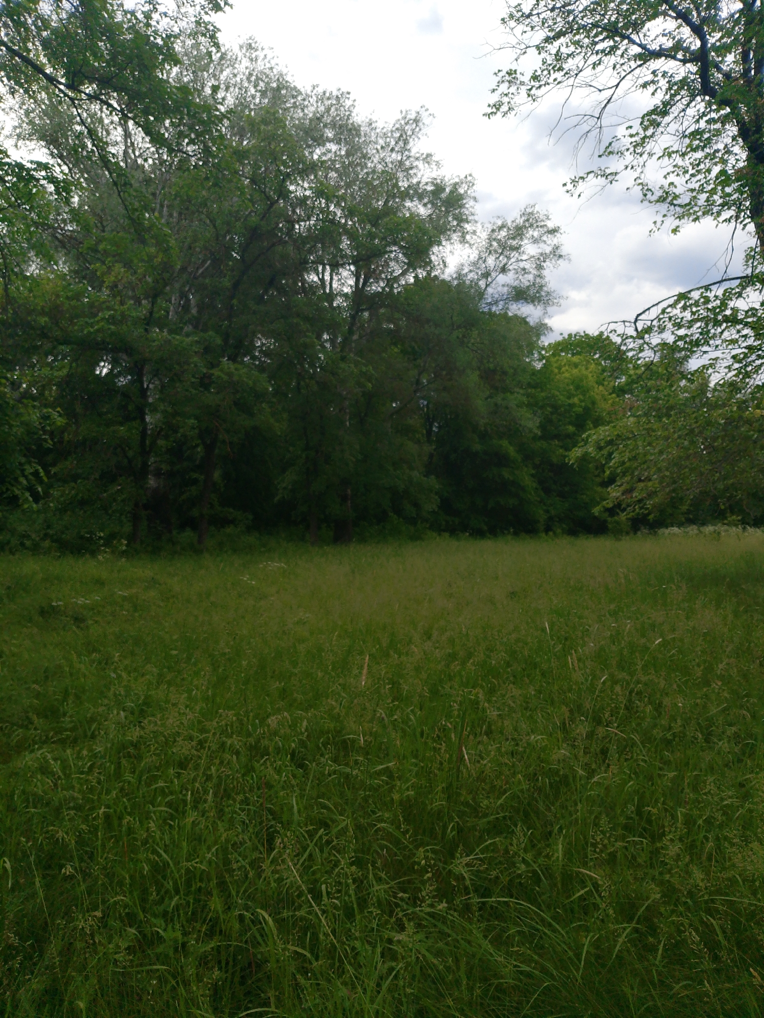 The image presents a serene natural landscape, dominated by a verdant grassy field bordered by a dense line of trees under an overcast sky.
In the foreground and midground, a wide expanse of tall, untamed green grass fills the lower half of the frame. The grass varies in shade and texture, with some lighter-colored seed heads or dried stalks visible, suggesting a natural meadow or an unmown area.
Beyond the field, a thick cluster of deciduous trees forms a prominent boundary, stretching across the middle and upper left of the image. The trees are fully leafed in rich shades of green, indicating late spring or summer. Individual tree trunks are partially discernible between the dense foliage. On the right side, a leafy tree branch extends into the frame from above, partially obscuring the sky.
The sky, visible in the upper portion, is bright yet covered with soft, greyish-white clouds, consistent with an overcast daytime setting. The diffused light suggests it is likely late morning or afternoon, as there are no harsh shadows.
No people, animals, or man-made structures are visible within the scene. The overall impression is one of a tranquil, untouched natural environment, possibly a park, woodland edge, or an open field adjacent to a forest. There is no visible text in the image.