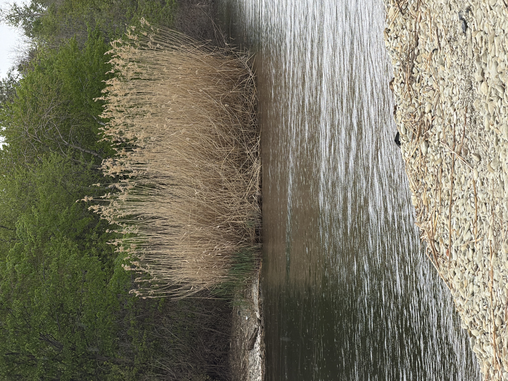 The scene shows a body of water, possibly a river or lake, with a shoreline on either side. On the left, there is dense green foliage and a patch of tall, dry reeds or grass. The right side consists of a bank covered in small, light-colored stones or pebbles. The water's surface is reflective, suggesting calm conditions. There is a black object near the shoreline. The exact location and if this is Kamyshin, Russia is uncertain from the image alone.