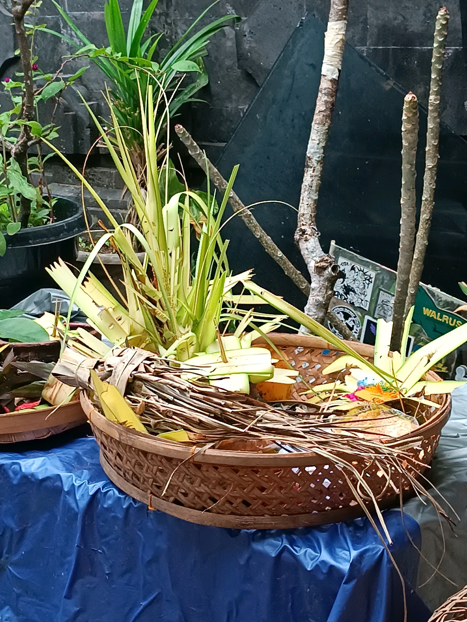 The image shows a close-up of two woven baskets filled with plant materials and other offerings, resting on a blue tarp. The baskets are intricately woven from natural fibers, with the larger one in the foreground containing a vibrant arrangement of green leaves and dried straw-like material. Some of the leaves are long and slender, while others are cut into segments. Within the larger basket, there are also small colorful items, possibly flowers or decorative elements, and what appears to be a piece of orange fruit. The smaller basket, partially visible to the left, contains darker leaves and some red material. In the background, there are several potted plants with lush green foliage and bare branches of trees. A dark, textured wall or structure serves as the backdrop. The overall impression is one of a shrine or altar, possibly part of a religious or cultural offering, set outdoors in what could be a garden or courtyard in Tabanan, Indonesia.