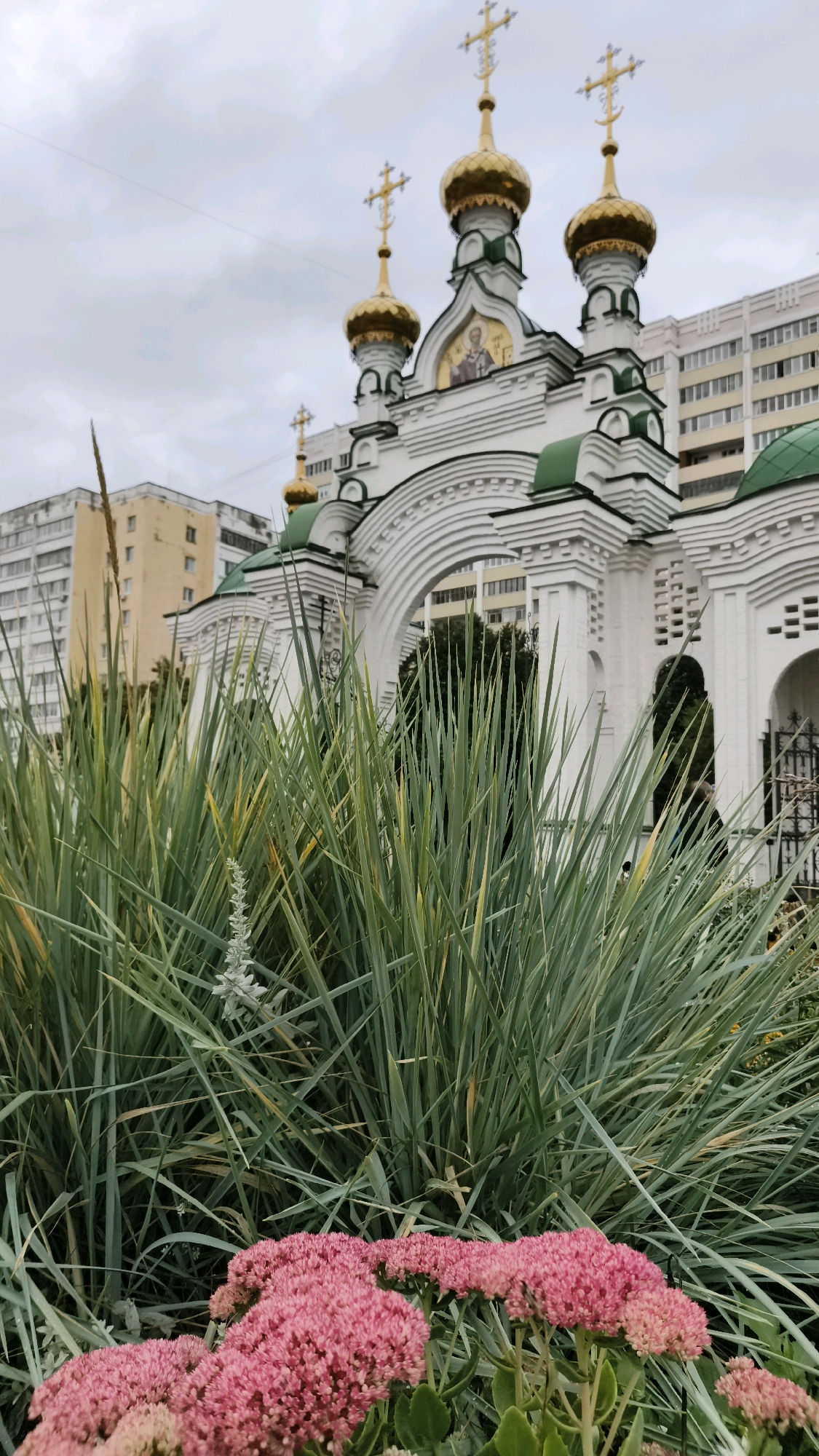 The image depicts a picturesque scene in Yoshkar-Ola, Russia, featuring the vibrant pink blossoms of Sedum plants in the foreground, with tall, green ornamental grass behind them. Dominating the background is the striking architecture of an Orthodox church, characterized by its white facade adorned with green trim and multiple golden domes topped with crosses. The church's intricate design includes arched windows and decorative elements. Behind the church, modern, multi-story apartment buildings rise against an overcast sky, indicating an urban setting. The scene is captured from a low angle, emphasizing the scale of the church and the lushness of the vegetation.