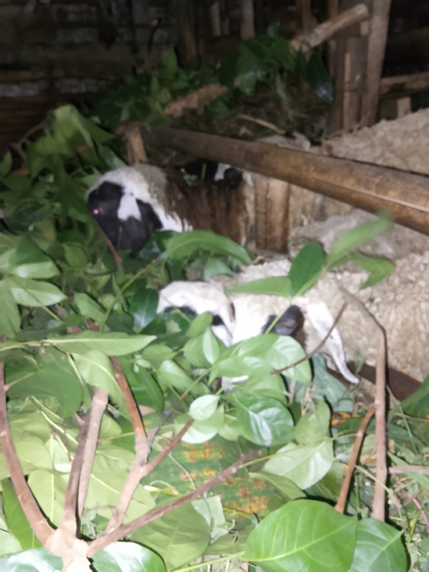 In the city of Betonan, Indonesia, a dimly lit scene captures two sheep in a confined, rustic enclosure. One sheep, partially visible in the foreground, exhibits a black head with white markings and is nestled amongst abundant green foliage. The other sheep, further back and partially obscured, also has a white coat. The enclosure appears to be constructed of rough-hewn wood, with straw or hay visible as bedding. The overall impression is one of animals in a humble, rural setting, possibly a barn or pen.
