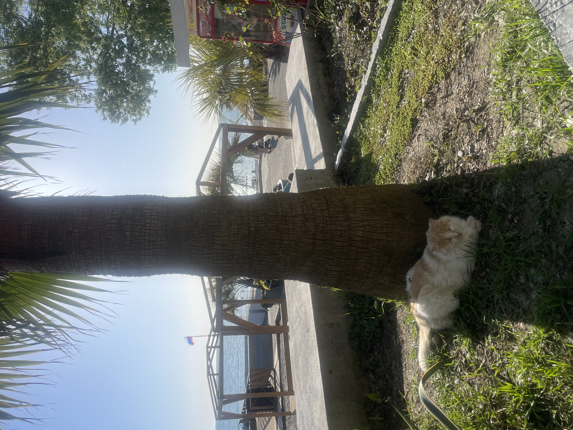 A landscape view shows a palm tree with a cream and orange cat resting in the shade at its base. The scene is outdoors, with the tree trunk taking up much of the center of the image. Behind the tree trunk is a partially visible beach structure, with glimpses of the sea. The structure appears to be a wooden pavilion or sun shelter, possibly a part of a beach resort or similar establishment. A Russian flag is fixed to the pavilion. The day is sunny, and the perspective is slightly angled upward. The location appears to be the city of Sochi, Russia based on the national flag.