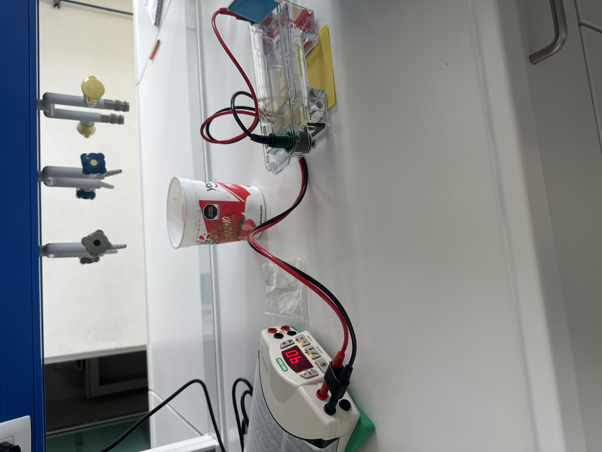 An indoor laboratory scene displays an experimental setup mounted on a white wall. To the far left, a blue vertical panel holds three sets of laboratory gas or water valves with yellow and blue handles.
The central component is a clear plastic rectangular unit, resembling an electrophoresis gel box with the text "Min-Gel GT" faintly visible, which is taped to the wall. Red and black electrical wires are connected to this unit. Below it, a white yogurt cup, labeled "Yog" and "DANONE," with text "EXCESO AZÚCARES" (excess sugars) and "ONZA," is also taped to the wall and appears to be integrated into the wiring.
These wires lead downwards to a light-colored electronic device, branded "Bio-Rad," partially covered by a grey cloth. Its red digital display shows "90.6." The device features several buttons, including those labeled "Constant" and "Programmable," and multiple illuminated yellow/orange indicator lights. This setup suggests an ongoing electrical experiment, likely within a scientific laboratory, with a somewhat makeshift appearance due to the use of tape. No individuals are present in the image.