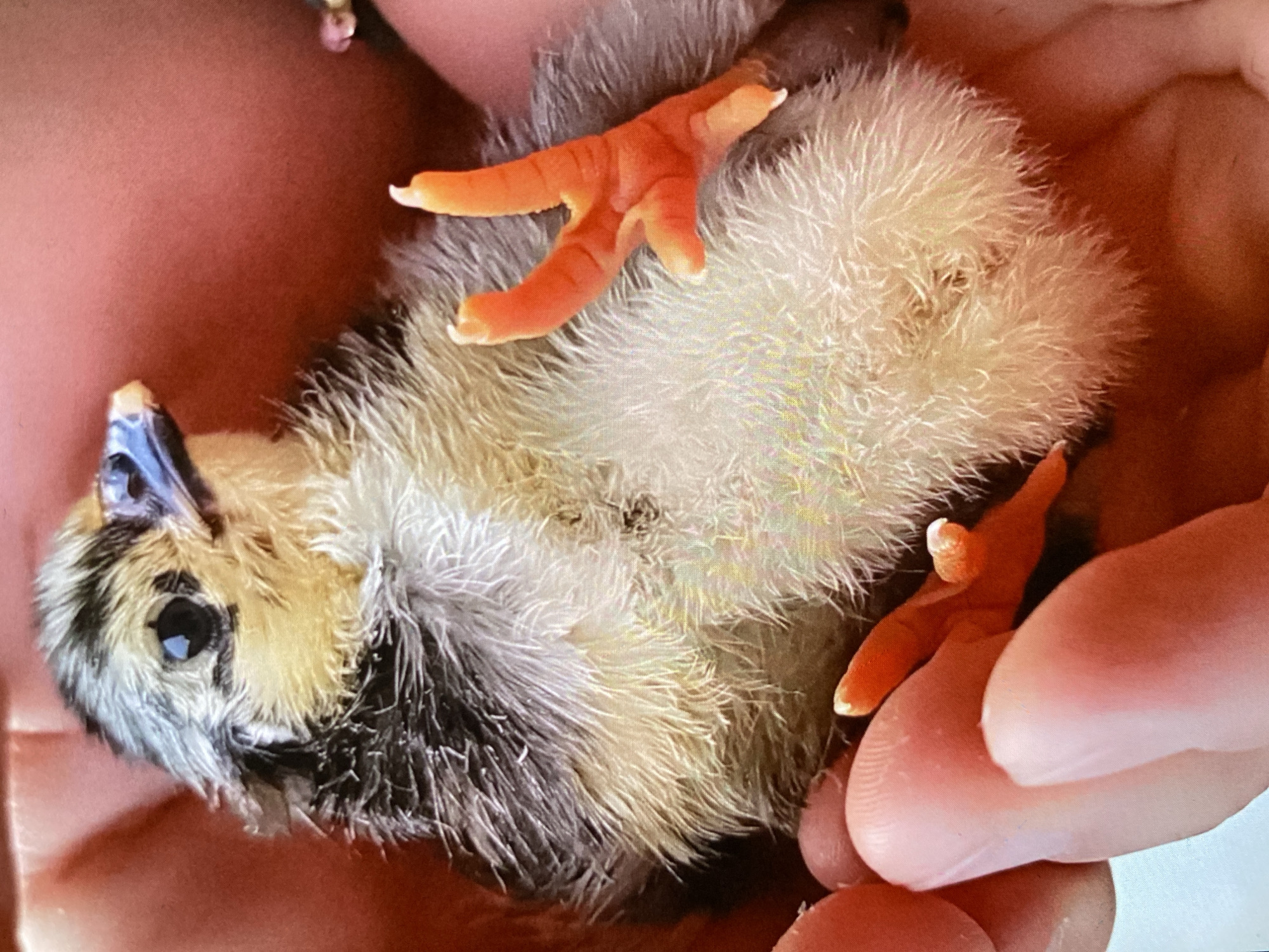 A close-up, high-angle shot captures a very young chick cradled gently in human hands, taking place in Bankya, Bulgaria. The chick, likely newly hatched, is predominantly covered in soft, fluffy down, displaying a mix of light yellow-white and patches of dark grey-black feathers, particularly around its head and back. Its right eye is clearly visible, a small, dark, and reflective bead. Part of its beak, which appears a muted bluish-grey at the base, is also visible. Two bright orange, scaled feet with distinct toes and tiny white claws are prominent; one foot is stretched upwards towards the top of the frame, and the other is partially visible on the right side. The chick appears to be lying on its back or side within the cupped hands. The skin of the hands provides a soft, warm-toned background, emphasizing the delicate nature of the young bird. The scene conveys a moment of tenderness and care for the fragile creature. There is no visible text in the image, and no specific time of day or weather can be inferred.