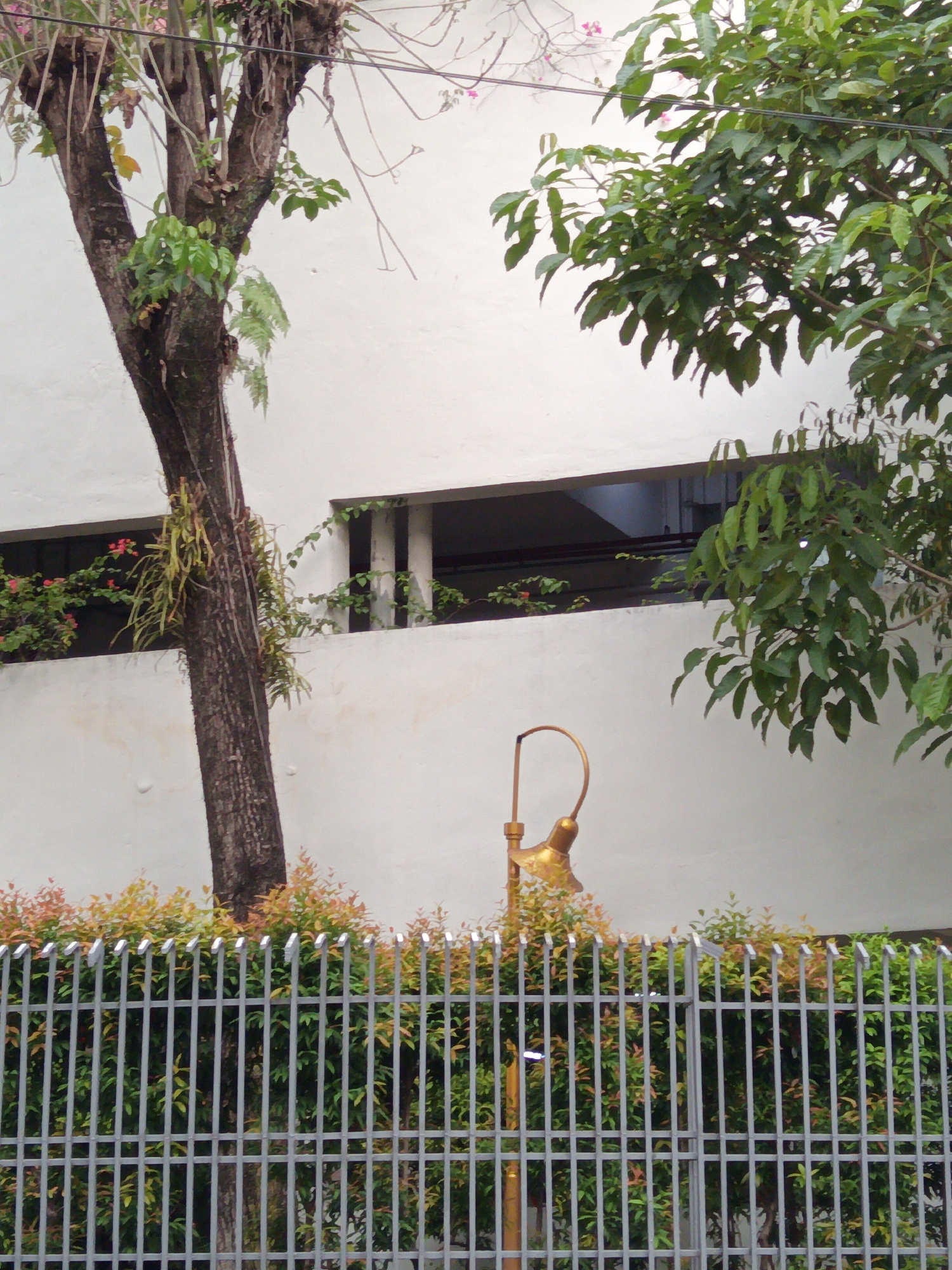 The image depicts a street scene in Kuala Lumpur, Malaysia, characterized by a metallic fence in the foreground, a dense green hedge with some reddish-brown foliage behind it, and a portion of a building with white walls and horizontal window openings. A tree with a rough, dark bark and lush green leaves stands prominently to the left, with some epiphytic plants attached to its trunk. A vintage-style, golden lamppost is visible behind the fence, partially obscured by the hedge. The architectural style suggests an urban or semi-urban setting, possibly a residential or commercial area. The lighting indicates it is daytime, with natural light illuminating the scene.