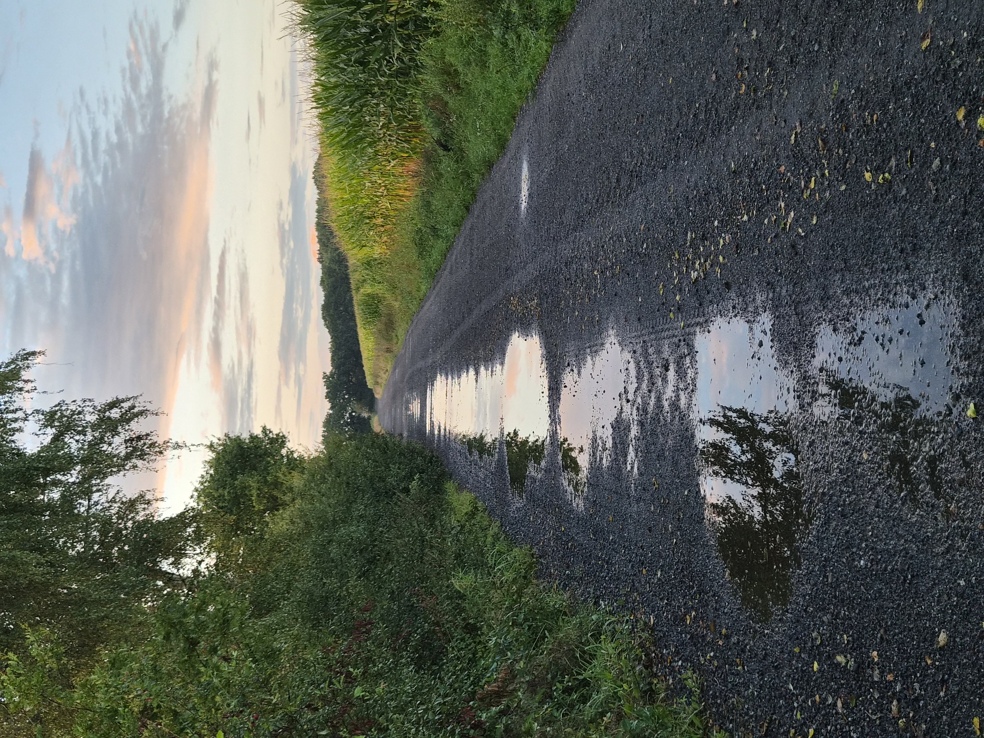 This is a vertical, eye-level shot of a gravel road in Schiffdorf, Germany. The road is wet and has several puddles reflecting the sky and surrounding trees. On the left, lush green bushes and trees line the road, with one tall tree reaching into the frame. On the right, a vibrant green cornfield stretches into the distance, its stalks illuminated by the setting sun. The sky above is a blend of pale blue and soft pink and orange clouds, indicating it is either sunrise or sunset. The scene is tranquil and natural, suggesting a rural setting. No people or animals are visible in the image.
