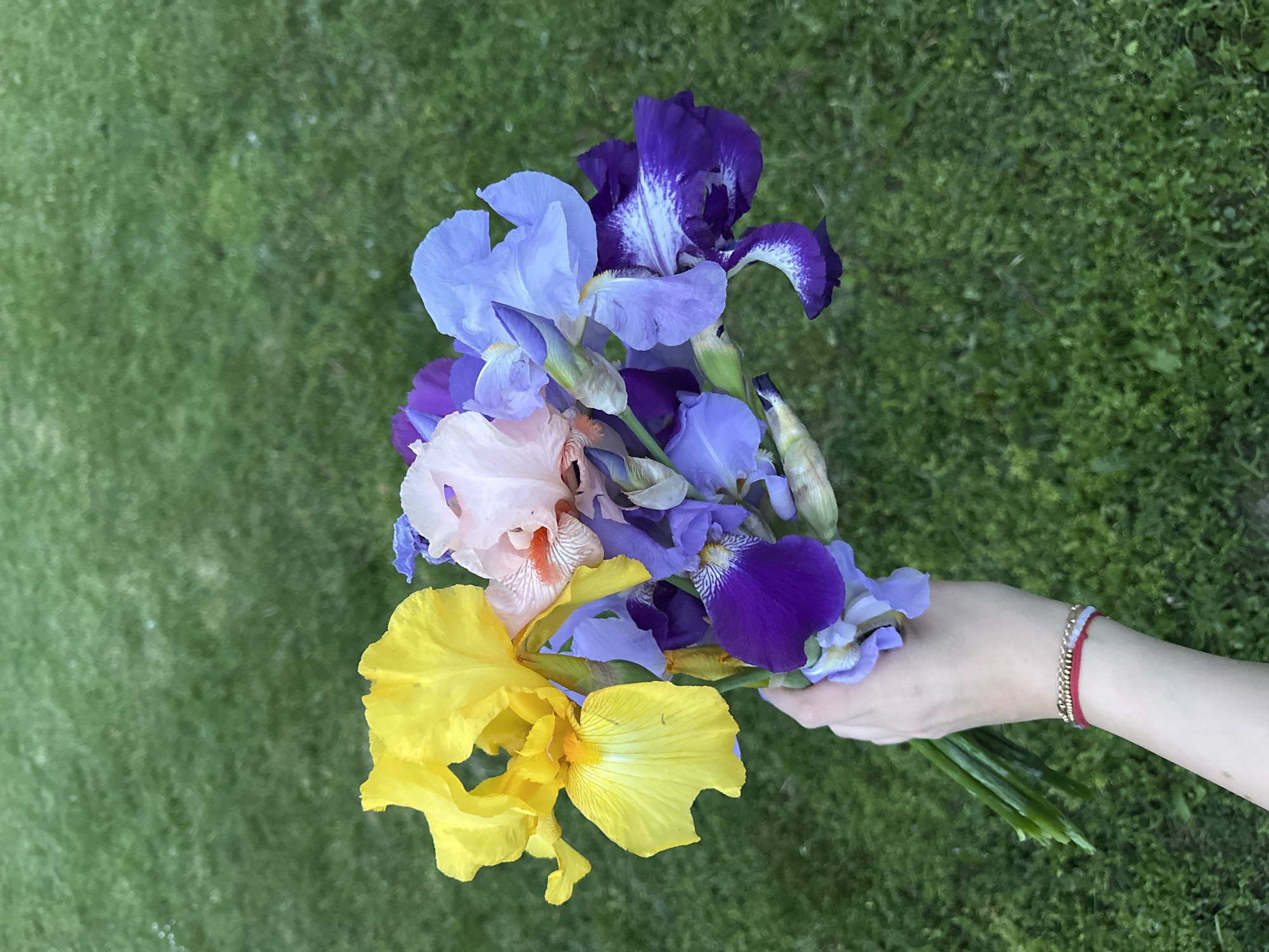 A hand holds a bouquet of irises in various colors (yellow, pink, light blue, purple) against a background of green grass. The hand has two bracelets, one gold and one red and white.