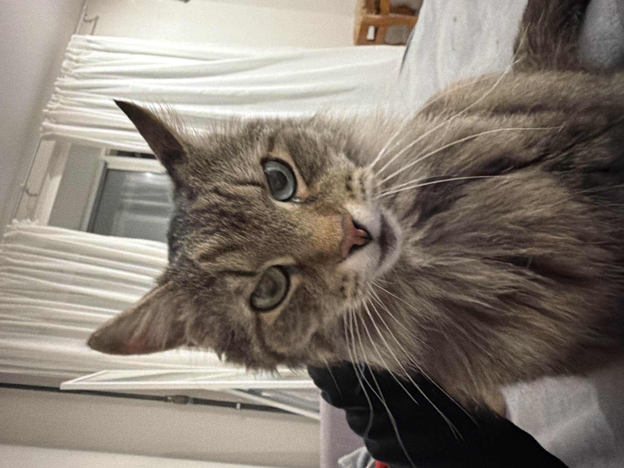 A close-up, slightly rotated image shows a gray tabby cat with green eyes, positioned on what appears to be a bed covered with white bedding. The cat is the main subject, filling the majority of the frame with its head and part of its body. The background includes a window covered with white blinds, and a glimpse of wooden furniture. The cat is looking at the camera. The location information (Засечное, Russia) is not discernible from the image.