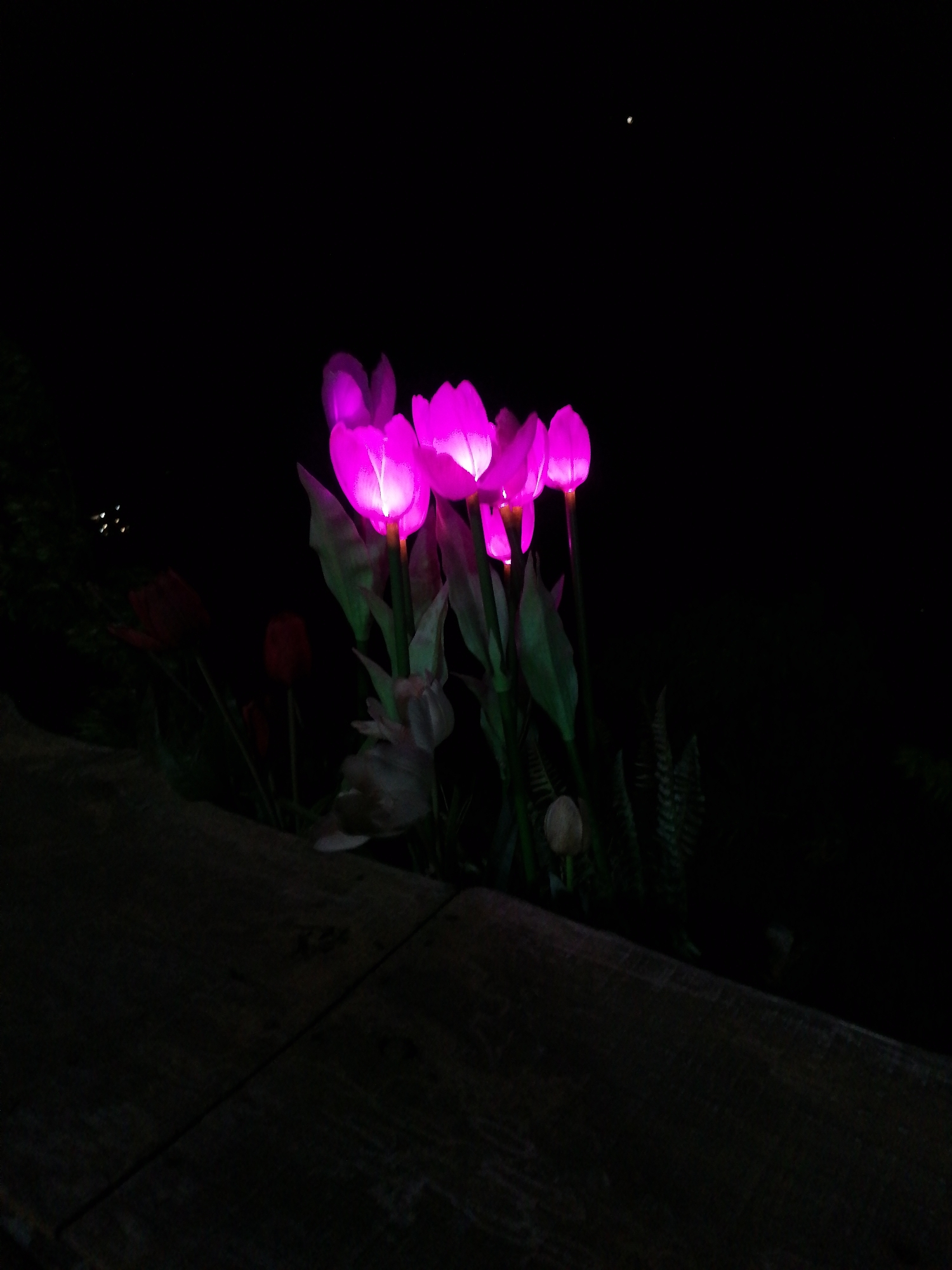 The image depicts a dimly lit outdoor scene, possibly at night, in Sa Pa Ward, Vietnam. The primary subjects are a group of illuminated, possibly artificial, pink tulip-like flowers. They are arranged in a cluster with green stems and leaves, positioned behind what appears to be a dark wooden structure, possibly a bench or ledge. The background is mostly dark, with some indication of other foliage and faint points of light, suggesting distant streetlights or other light sources. One small, bright dot is visible in the upper right part of the image.
