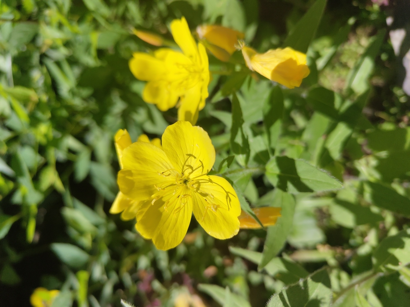 A close-up shot captures several yellow flowers, likely evening primroses, in bloom. The flowers have delicate petals and prominent stamens. They are surrounded by lush green foliage and are bathed in sunlight, creating dappled shadows on the leaves. In the background, more green leaves and plants are visible, some slightly out of focus. The overall scene is one of natural beauty and growth. The image was taken in Pionerskii, Russia.
