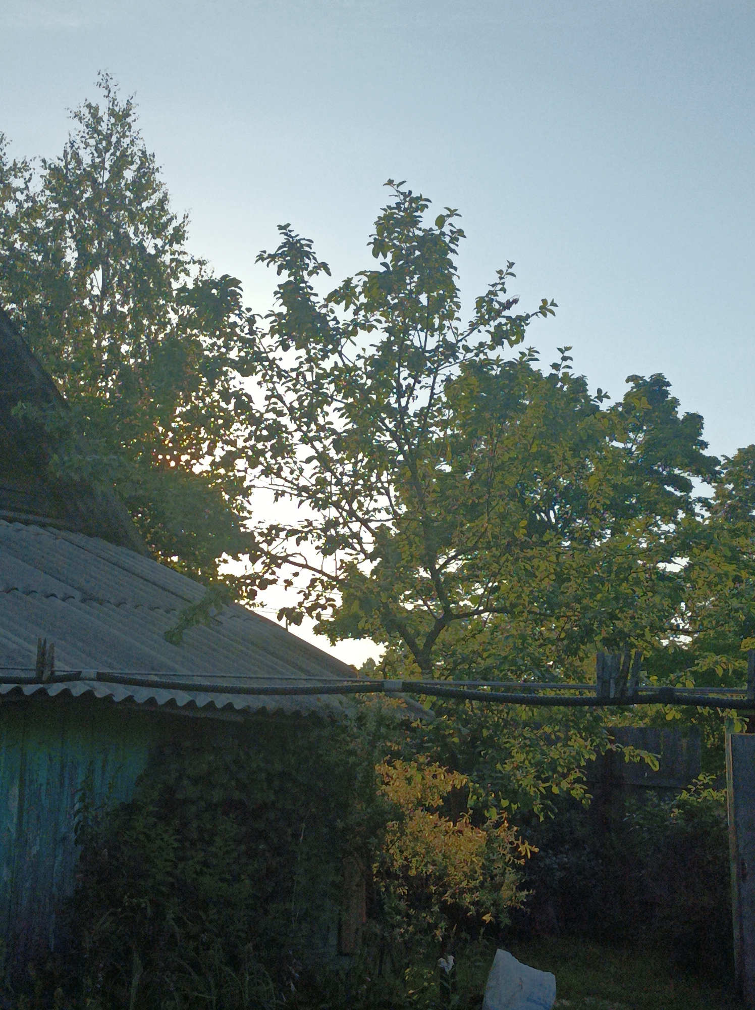 The image depicts an outdoor scene in Шарпілаўскі сельскі Савет, Belarus, characterized by natural elements and simple rural structures. The foreground features a weathered, grey, corrugated roof of a building, possibly a shed or outbuilding, with some vegetation growing over and around it. To the left, a portion of a wooden wall, painted in a faded teal or blue color, is visible, also partially obscured by greenery.
Dominating the middle ground and background are lush trees with dense foliage, some exhibiting yellowing leaves, suggesting it might be autumn. The sunlight filters through the leaves, creating bright highlights and dappled shadows. A dark, possibly wooden, fence or horizontal structure runs across the middle of the frame, partially obscuring the view of the trees and vegetation behind it.
The sky above is a pale, clear blue, with no clouds visible. The overall impression is one of a quiet, somewhat overgrown, rural setting, bathed in natural light. There are no people or animals present in the image. The scene appears still and undisturbed.