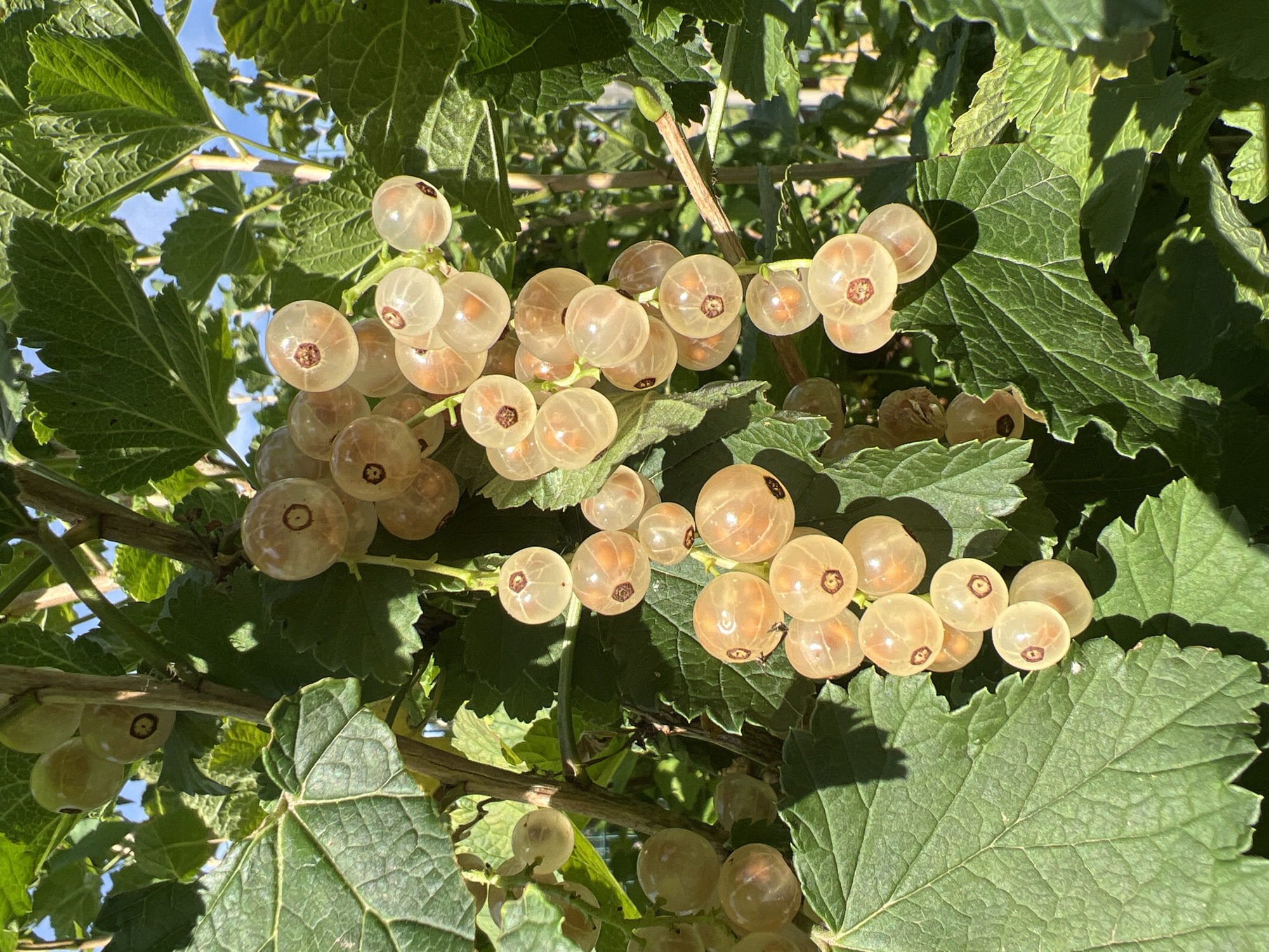 In Denderleeuw, Belgium, a close-up shot captures a cluster of ripe white currants hanging from a branch. The translucent berries, with a soft amber hue, are illuminated by sunlight, revealing their delicate internal structures. The surrounding leaves are a vibrant green, creating a stark contrast against the pale fruit. The image offers a detailed view of the currants' texture and the subtle sheen on their surfaces, indicative of their ripeness and freshness. The background is a blur of greenery and the bright sky, suggesting an outdoor setting bathed in natural light.
