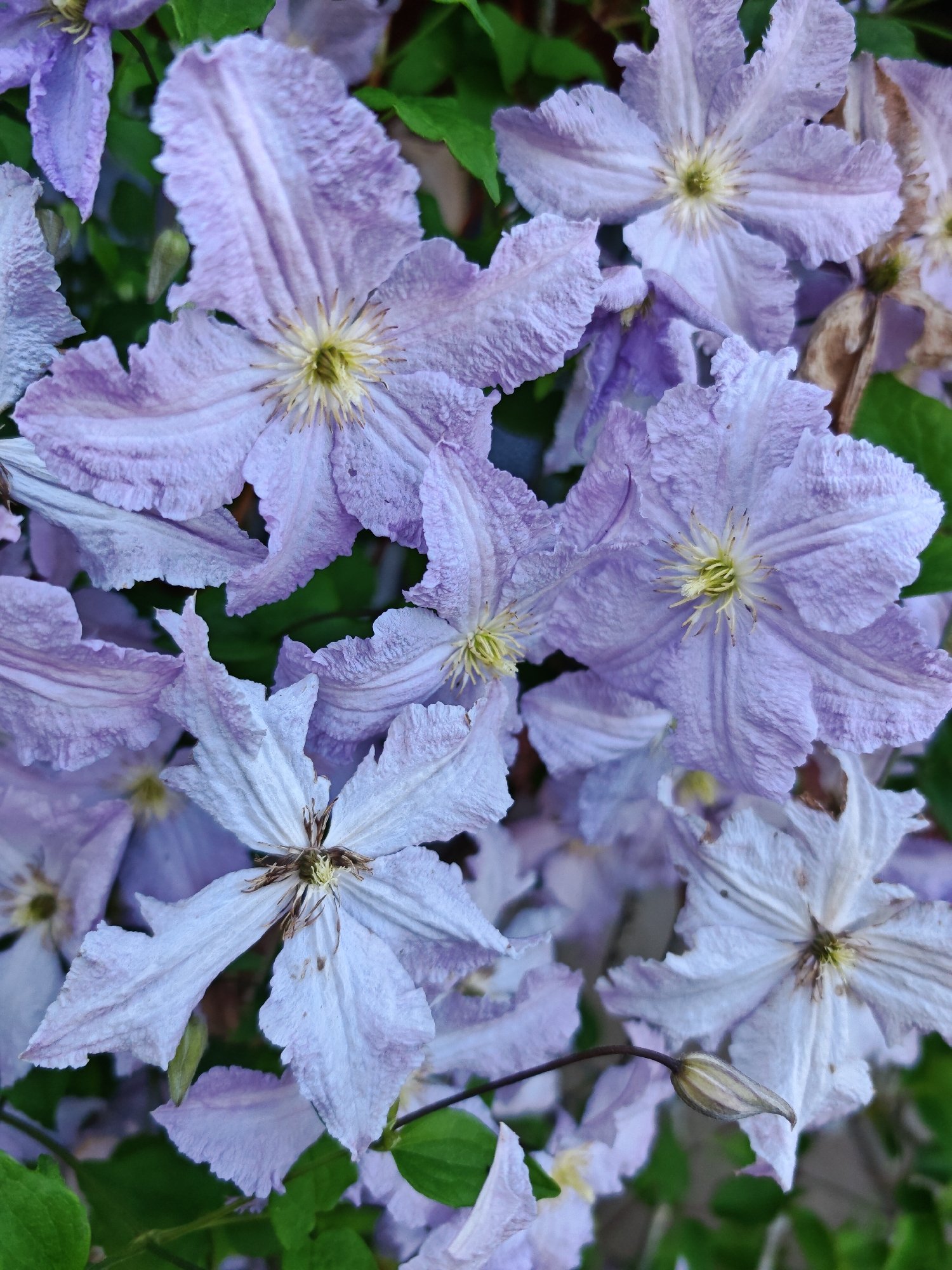 A close-up shot captures a cluster of light purple clematis flowers against a backdrop of green foliage. The flowers are in various stages of bloom, with some fully open and others partially closed. The petals have a delicate, slightly ruffled texture, and the centers of the open flowers reveal a starburst of yellow stamens. A single, elongated flower bud hangs on a thin stem in the foreground. The lighting is soft, highlighting the subtle variations in color and texture of the petals. The scene is set in a garden or natural environment.