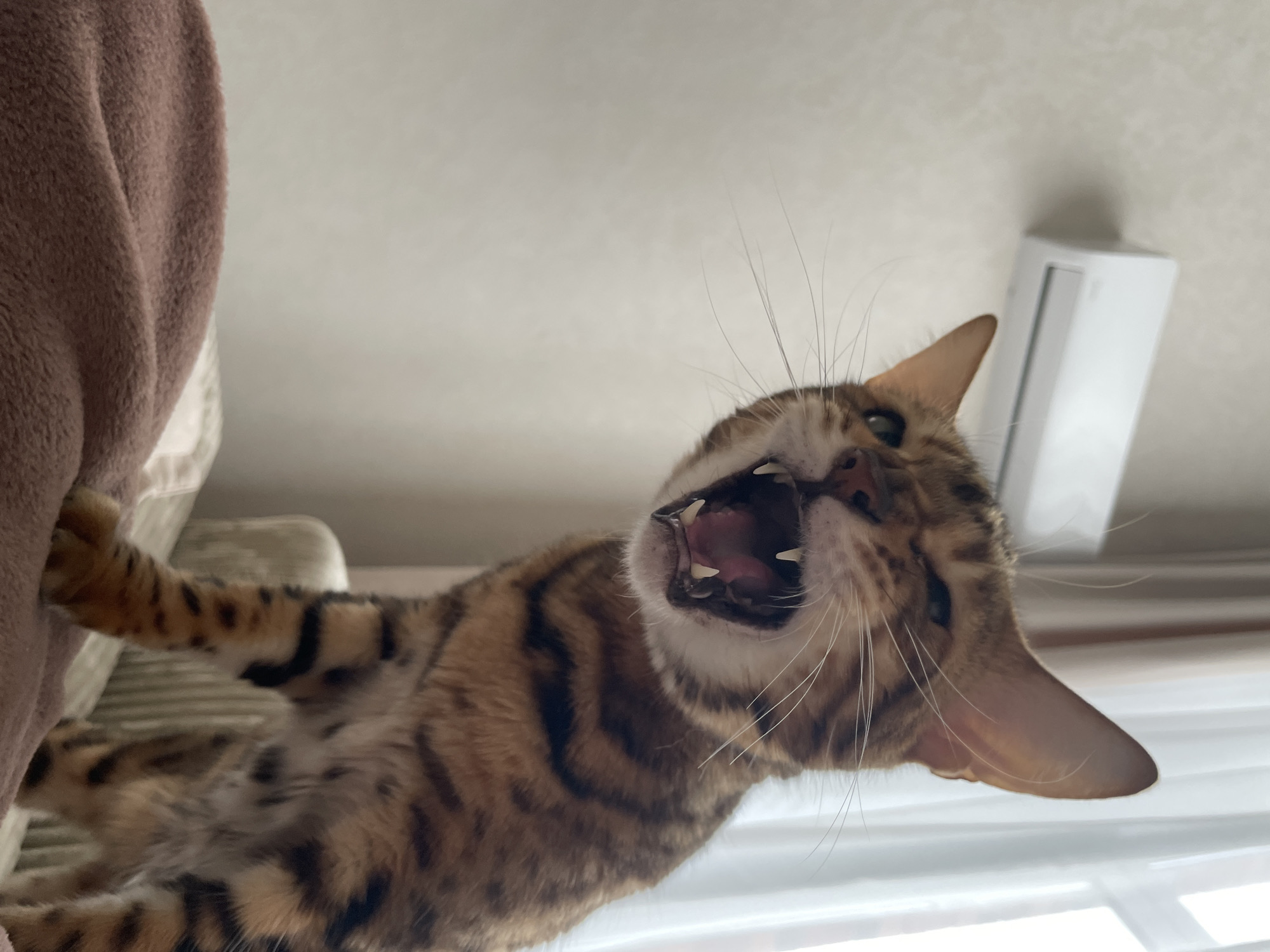 A low-angle shot features a brown-spotted cat, possibly a Bengal, with its mouth open, exposing teeth and tongue. The cat's left paw is extended and appears to be gripping a brown, upholstered object. In the background, a white wall with a rectangular air conditioning unit is visible. Slatted blinds are seen through a window at the bottom of the frame. The location in the city of Izhevsk, Russia, is not ascertainable from the image.
