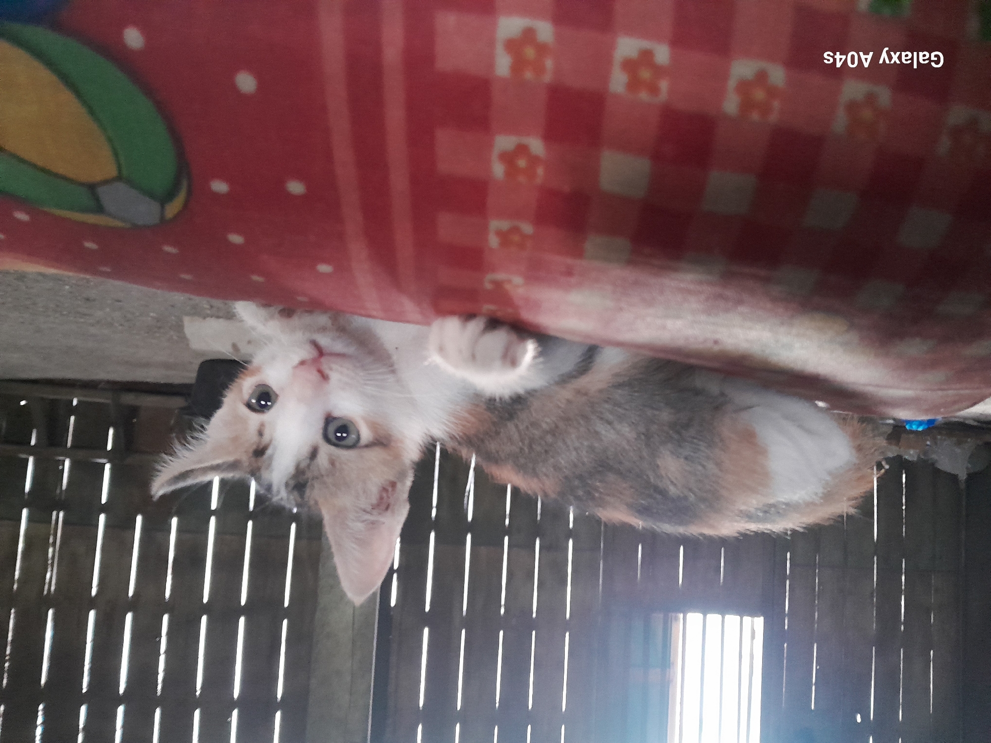 A calico kitten with white, gray, and orange fur lies on a red blanket with a checkered pattern and scattered floral designs. The kitten is looking towards the camera with its mouth slightly open and its eyes wide. Its right paw is resting on the blanket. The background shows a wooden wall with vertical planks and several narrow, vertical windows through which light streams in. The floor appears to be concrete or dirt. In the lower left corner of the image, the text "Galaxy A04s" is visible, indicating the device used to capture the photo. This scene is likely located in Pilangpayung, Indonesia, as suggested by the provided context.