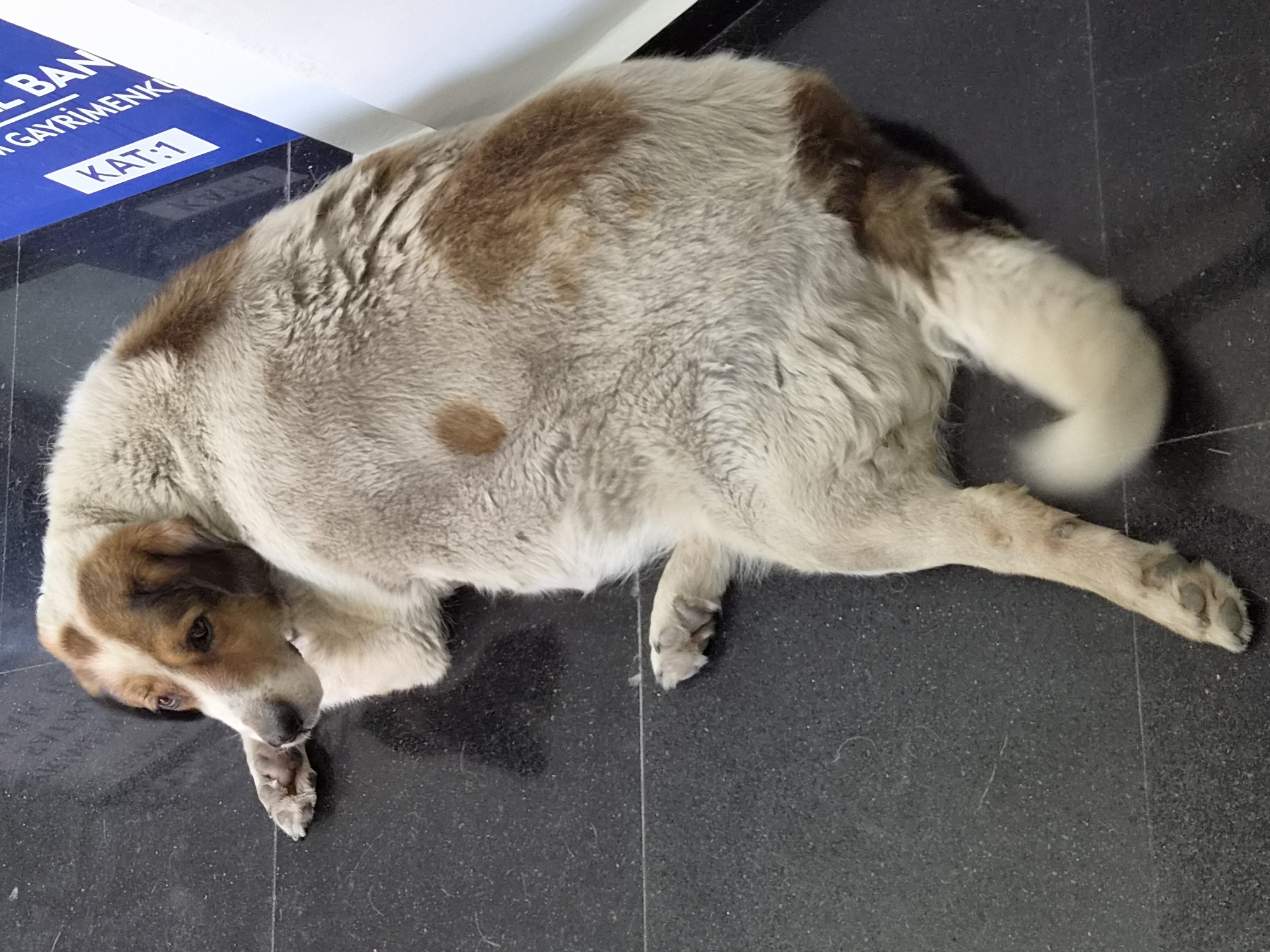 A large, medium-haired dog with white and brown patches lies on a black tiled floor. The dog is resting on its side, facing left, with its head turned towards the viewer. Its eyes are open, and its expression appears relaxed. The dog's fur is slightly messy, and it has a fluffy tail. In the background, a blue sign with white text, reading "BANK GAYRIMENKUL KAT:1", is visible, suggesting a commercial or public building. The floor has a slight sheen, reflecting some of the ambient light. The overall environment appears to be indoors, possibly in an office building or a public waiting area in Maltepe, Turkey.