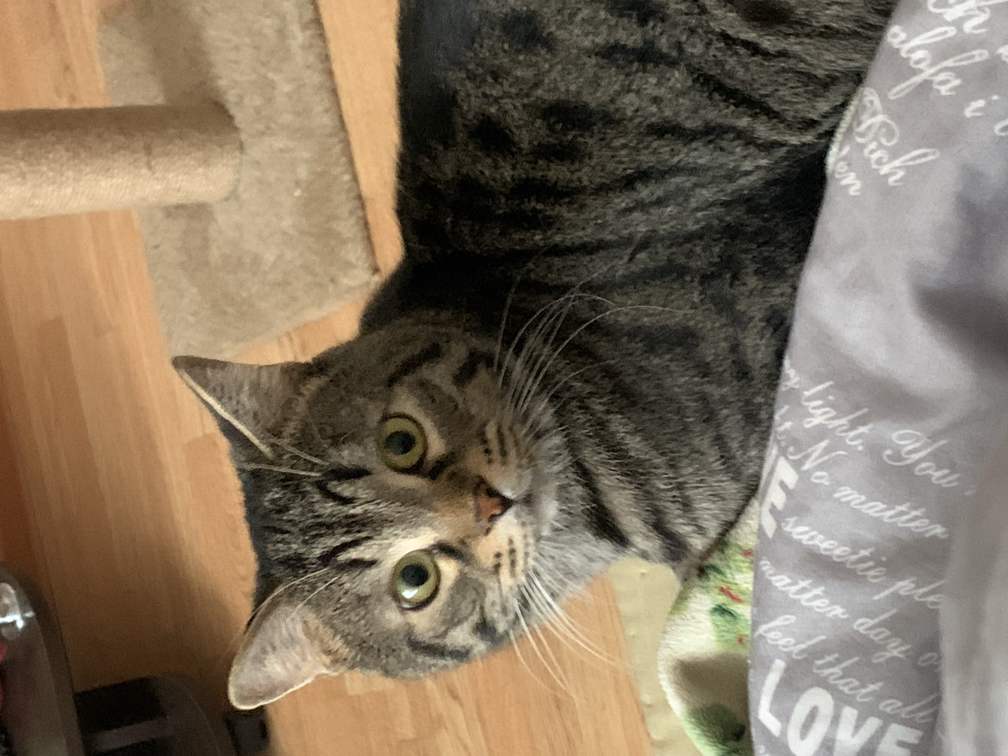 The image shows a tabby cat lying on the floor. The cat's head is facing the camera, and it has green eyes and a pink nose. The cat is lying next to a grey patterned fabric, a scratching post, and a section of wood flooring. The patterned fabric has printed words on it. The overall environment suggests an indoor setting.