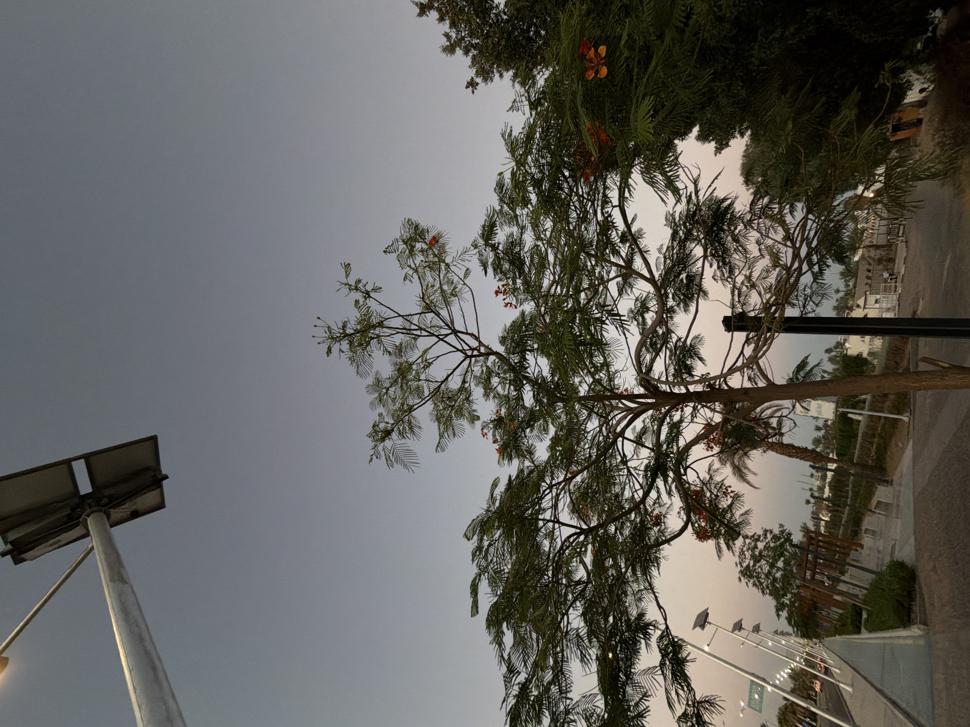 The image depicts an outdoor scene at dusk, likely in Sharm El Sheikh, Egypt. The sky is a pale, hazy grey, suggesting the transition from day to night or a slightly overcast condition. A prominent subject is a large, leafy tree with delicate, feathery foliage, possibly a Flame tree given the small, bright orange flowers visible. The tree's branches spread widely, framing the sky and the background elements.
To the left, a modern streetlamp with a solar panel is visible, its metallic pole extending upwards. This suggests an urban or developed area, likely a park, walkway, or street. In the background, there are glimpses of buildings with light-colored facades, suggesting architecture typical of a resort town or coastal city. Other trees, including what appears to be a palm tree, are also present, contributing to a sense of lushness.
The scene is quiet and still, with no discernible activity or people. The lighting is soft and diffused, characteristic of twilight. The overall mood is tranquil and serene, evoking a sense of calm evening. The image is oriented vertically, with the tree and streetlamp dominating the foreground and mid-ground, and the sky and distant structures forming the backdrop. No text is clearly visible in the image.