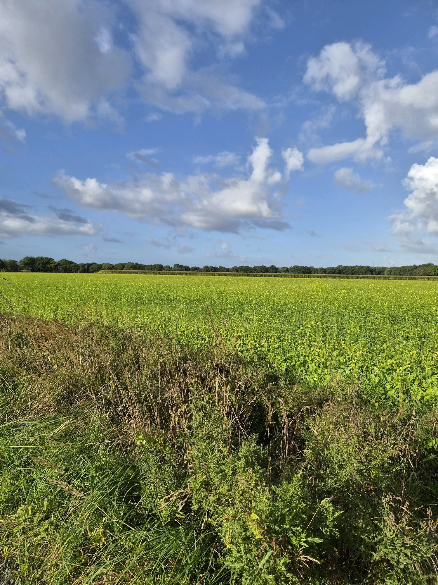 The image depicts a vast field of bright green crops, likely rapeseed or a similar flowering plant, stretching towards a dense line of trees in the distance. The field is dotted with tiny yellow flowers, creating a textured appearance. In the foreground, a strip of untamed grass and dry reeds creates a natural border, with some patches of taller, darker green vegetation. The sky above is a vibrant blue, filled with scattered white clouds of varying sizes. The scene suggests a rural landscape, possibly on the outskirts of Schiffdorf, Germany, given the presence of agricultural fields characteristic of the region. There are no people or animals visible in the image. The overall impression is one of a bright, sunny day in a cultivated agricultural area.