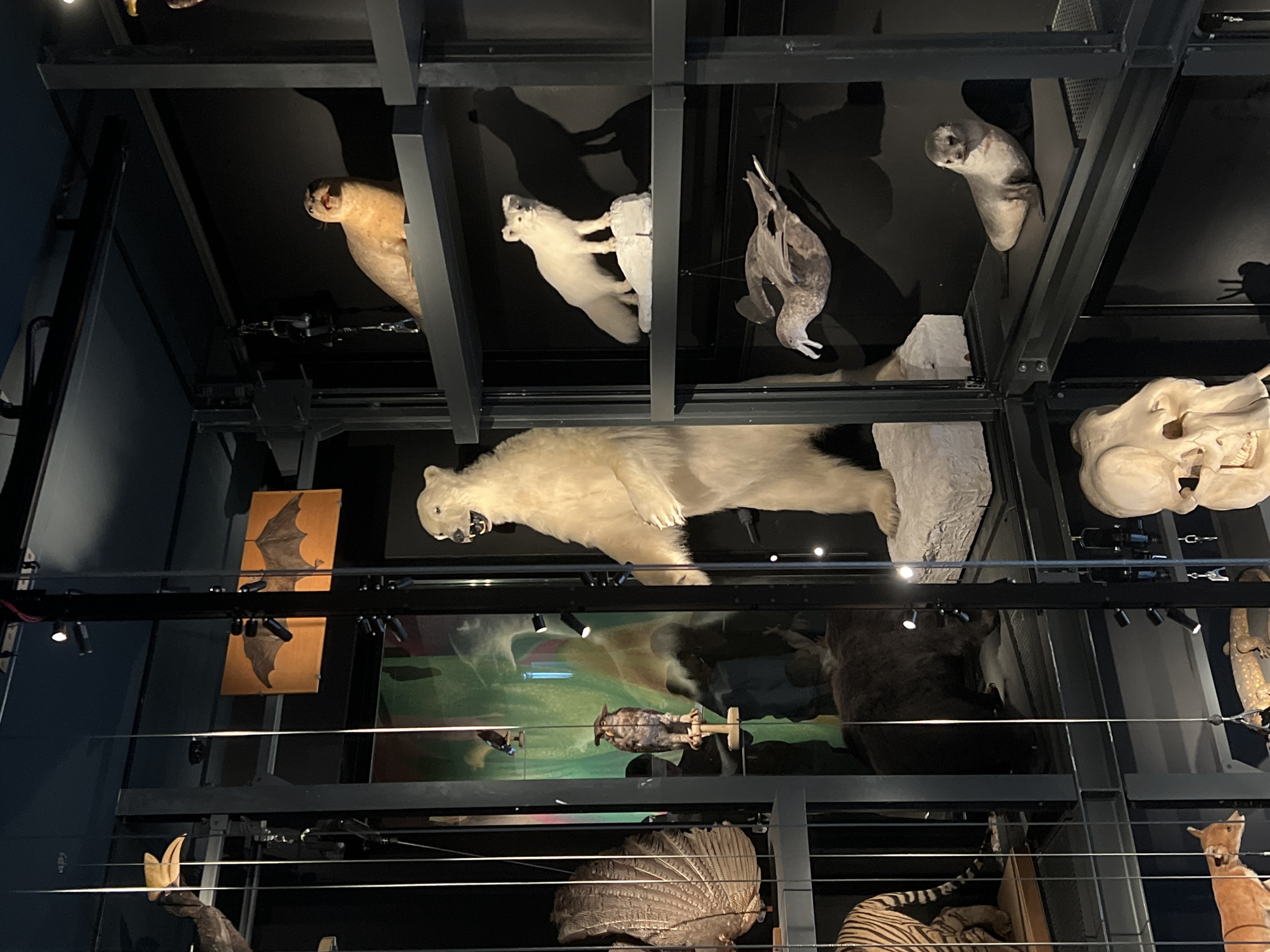 The image shows an interior display at the Musée Zoologique of Strasbourg in France, containing a variety of taxidermied animals mounted on metal shelves or suspended from the ceiling. The display includes animals such as a polar bear, seals, Arctic foxes, a bat (mounted on boards), a variety of birds, and other mammals. The scene appears to be part of a museum exhibit designed to showcase different species in a three-dimensional format. There are metal supports visible throughout the image, creating a grid-like structure for the presentation of the displays. The lighting appears to be a mix of natural and artificial sources.