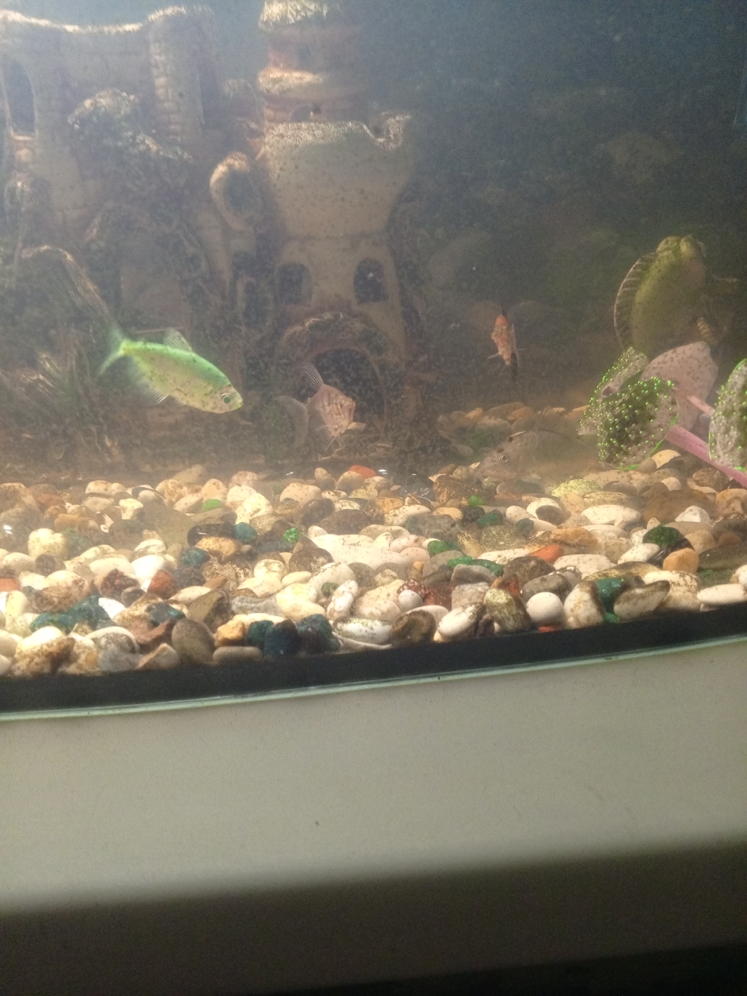 The image shows an indoor aquarium. The tank contains gravel substrate and an artificial castle decoration in the background. Several fish are visible, including a green fish on the left side of the tank. The water appears murky, limiting visibility. The aquarium sits on a light-colored surface. No specific information about Puchezh, Russia is conveyed in the image.