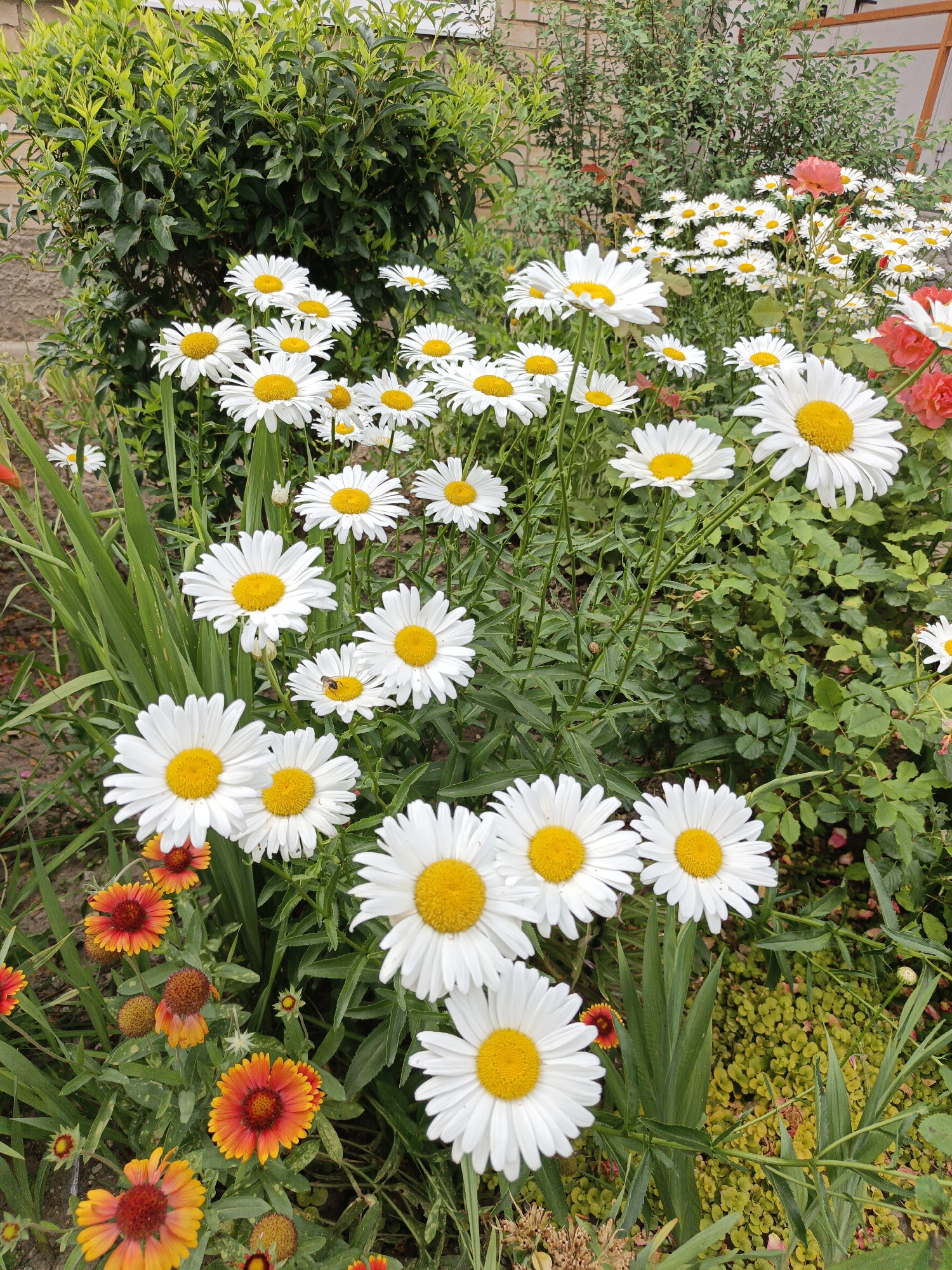 A vibrant cluster of white daisies with bright yellow centers dominates the foreground of the image. Their petals are sharp and distinct, appearing freshly bloomed. Scattered amongst them are smaller, fiery orange and red flowers, possibly Gaillardia, adding pops of contrasting color. The daisies are arranged in a dense, somewhat chaotic grouping, with some slightly out of focus due to depth of field.
Behind the daisies, a lush green bush with dense foliage forms a backdrop, its leaves appearing healthy and well-maintained. To the right of the bush, more daisies are visible, along with hints of pink and red roses, suggesting a diverse garden setting. The ground beneath the flowers appears to be a mixture of soil and low-lying green ground cover. The lighting suggests it is daytime, with natural sunlight illuminating the scene.
This image likely depicts a well-tended garden or flower bed. The presence of various flowering plants and the overall arrangement point towards a domestic or public garden space. The question of its specific location in Goryachiy Klyuch, Russia, cannot be determined from the visual information alone; no geographical markers, buildings, or identifying signs are present in the image to pinpoint its exact location within the city. No people or animals are visible in the scene, nor are there any specific actions or interactions taking place. The scene is static and focused solely on the floral arrangement and its immediate surroundings.