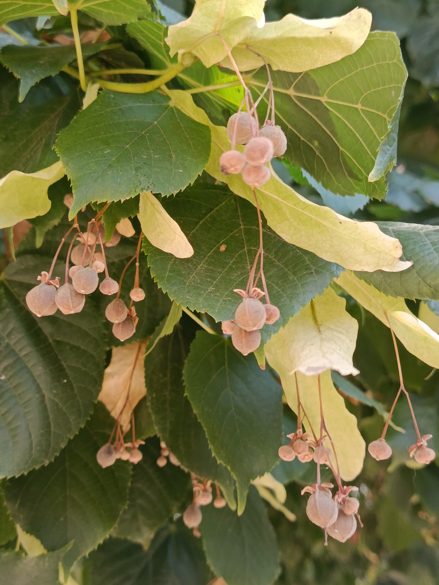 The image shows a close-up view of linden tree seeds and leaves. The seeds are small, round, and fuzzy, hanging in clusters from thin stalks. They are light brown or grayish in color. The leaves are large, heart-shaped, and have serrated edges. Some leaves are a vibrant green, while others are turning a pale yellow or brown, indicating a change of season. A light-colored bract, which is a modified leaf that subtends a flower or inflorescence, is also visible, attached to the stem of the seed clusters. The background is blurred, suggesting a natural outdoor setting with more foliage and possibly sunlight filtering through. This image could have been taken in Chișinău, Moldova, as linden trees are common in the city's parks and streets, and this scene is typical of late summer or early autumn in the region. There are no people or discernible human activity present in the image.