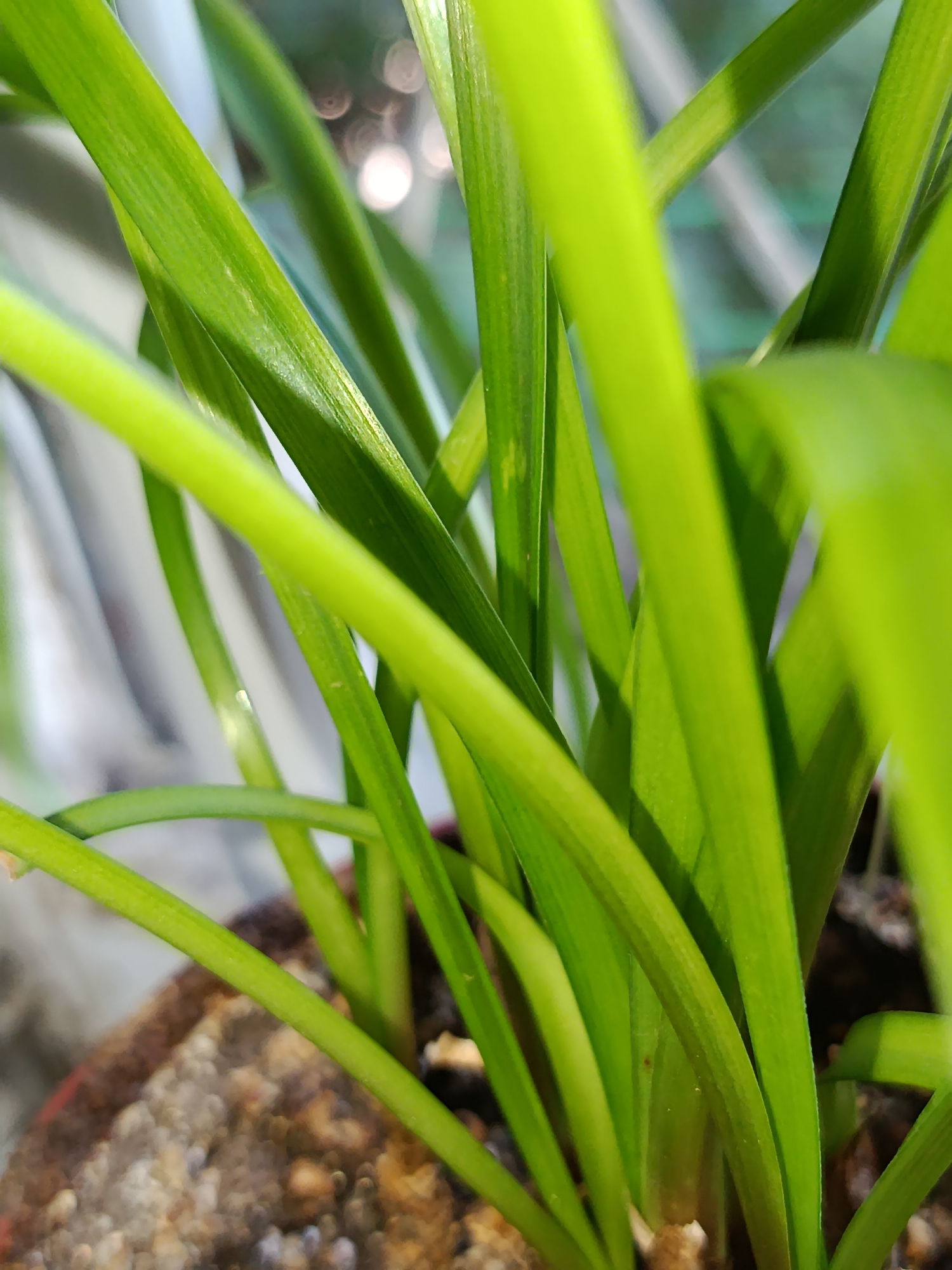 The image is a close-up, eye-level shot of vibrant green grass-like leaves emerging from a brown potted plant. The leaves are long, slender, and have a slightly waxy sheen, with subtle parallel striations visible on their surface. Some leaves overlap and intertwine, creating a sense of density and lushness. The background is softly blurred, showing hints of light sources, possibly indicating an indoor setting with natural light or artificial illumination. The soil in the pot appears granular, with visible small pebbles and organic matter. The overall impression is one of fresh, healthy plant growth. The provided image does not contain any identifiable landmarks or context to suggest its location in Tashkent, Uzbekistan, or any other specific city.
