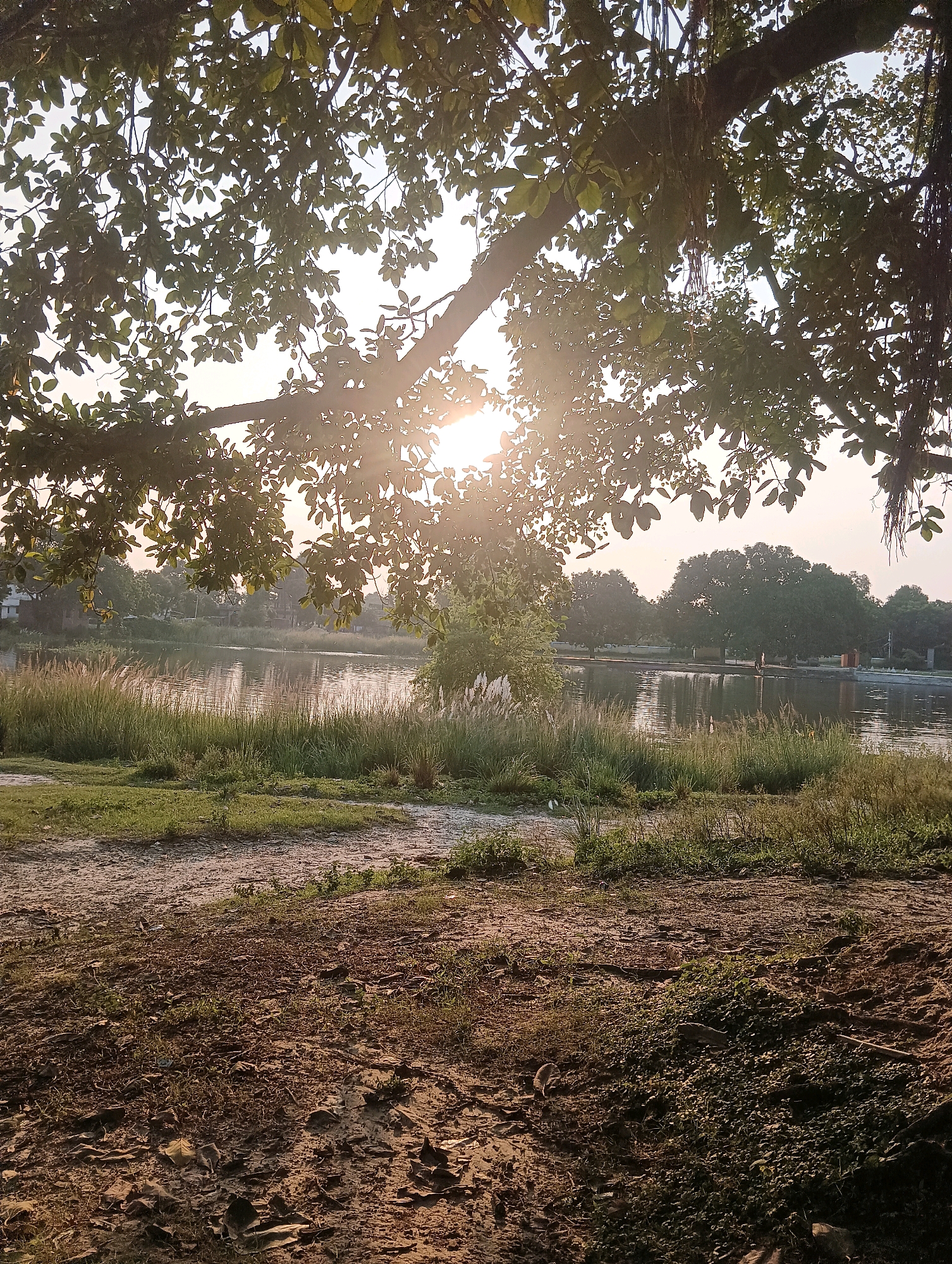 The image depicts a serene natural scene, likely a park or waterfront area in Tilkar, India, bathed in the warm glow of the setting sun. A large tree with lush green foliage dominates the foreground, its branches extending across the frame and partially obscuring the bright sunlight that filters through the leaves, creating a dappled effect. Below the tree, the ground is a mixture of bare earth and sparse green vegetation, with fallen leaves and debris scattered across the surface.
In the middle ground, a tranquil body of water, possibly a lake or pond, reflects the sky and the surrounding trees. Tall, wispy grasses grow along the water's edge, adding a touch of wild beauty to the landscape. Across the water, a line of trees forms a verdant backdrop, with hints of buildings visible in the distance, suggesting a nearby settlement. The overall atmosphere is peaceful and natural, with the setting sun casting a golden hue over the entire scene.