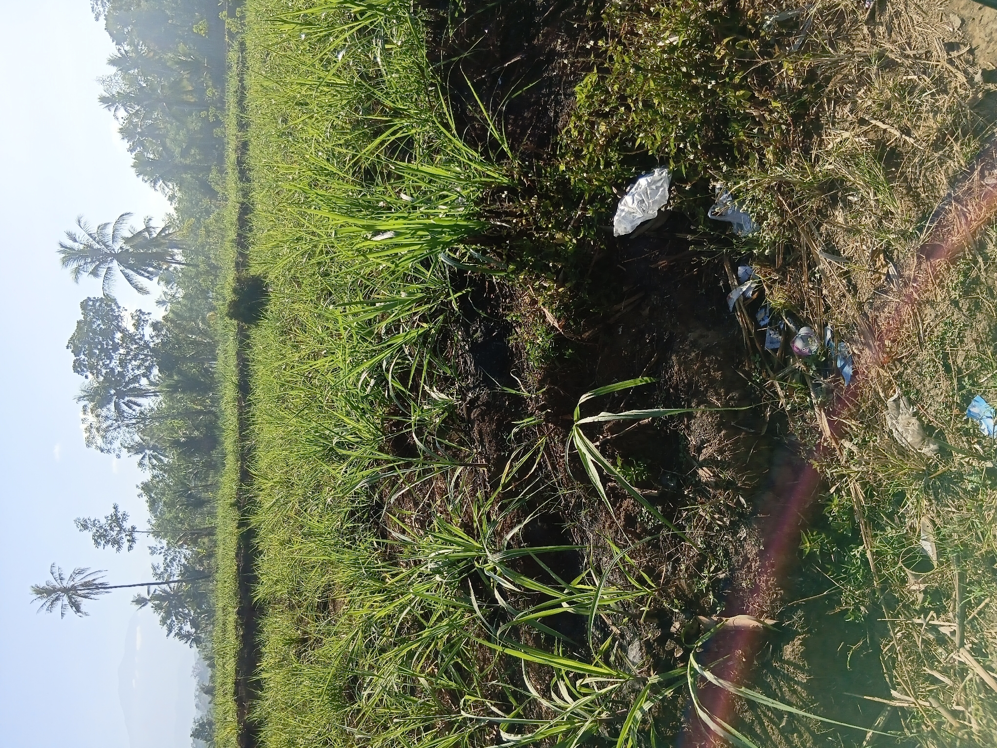 The image depicts an agricultural field in Tanggul Wetan, Indonesia, characterized by rows of young green sugarcane plants. The field extends into the background, where it meets a line of trees, including palm trees, under a clear sky with hazy mountains in the distance. In the foreground, the ground is a mix of dark soil and dry grass. Scattered amidst the vegetation and soil are several pieces of litter, including plastic wrappers and bottles. The scene is illuminated by bright sunlight, casting shadows and creating lens flares across the image. No people are visible.