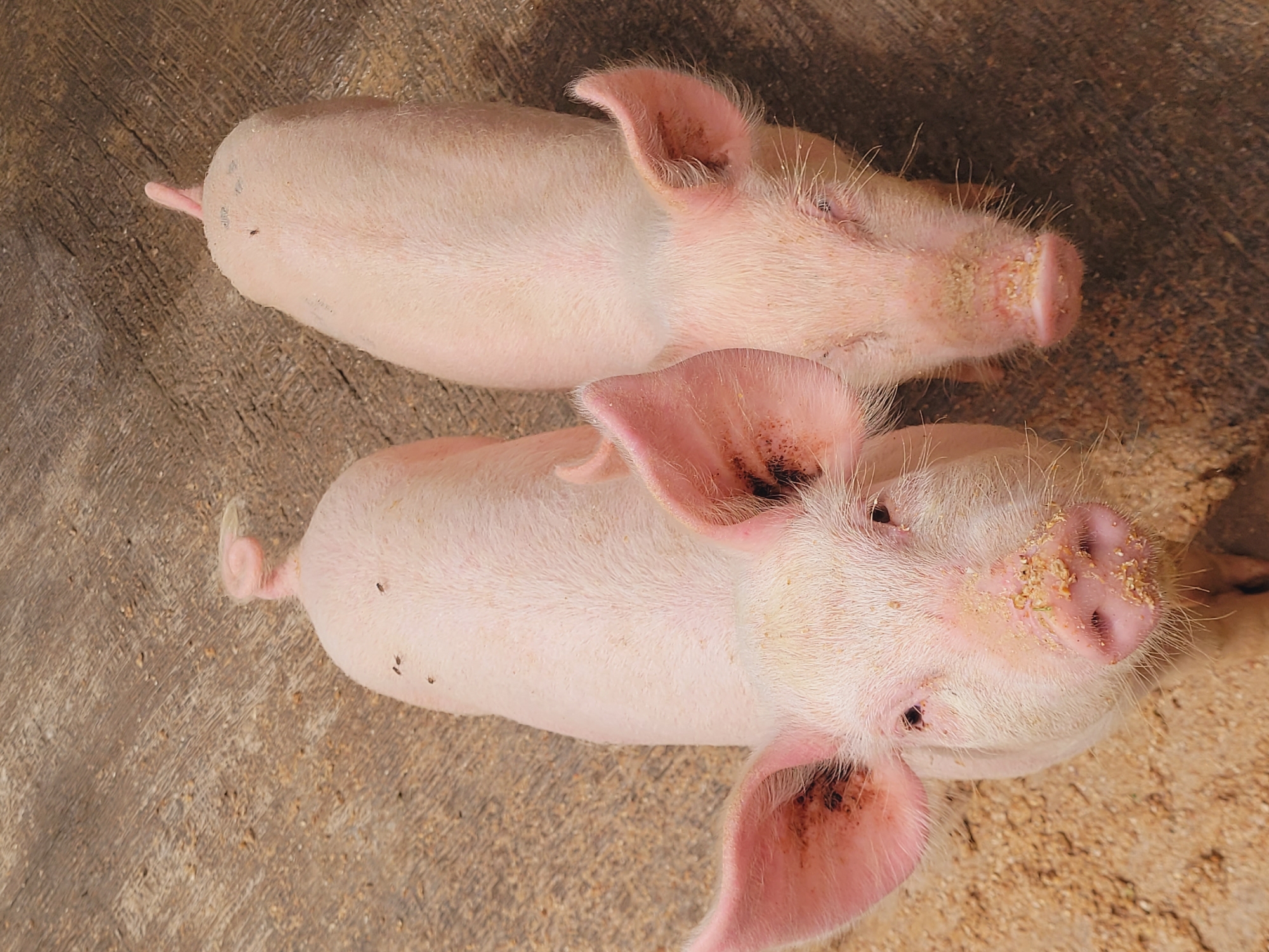 Two young pigs are standing on a dirt and wood surface. The pig in the foreground is facing the camera directly, with its snout covered in dirt. Its ears are large and pink, with some dirt visible inside them. The pig behind it is facing away from the camera, showing its back and tail. Several small flies are visible on the pigs' backs. The environment appears to be an outdoor enclosure, possibly on a farm. The ground is a mix of light brown dirt and darker wood planks. The lighting suggests it is daytime. No people are present in the image. The location is identified as Bukuru, Nigeria.
