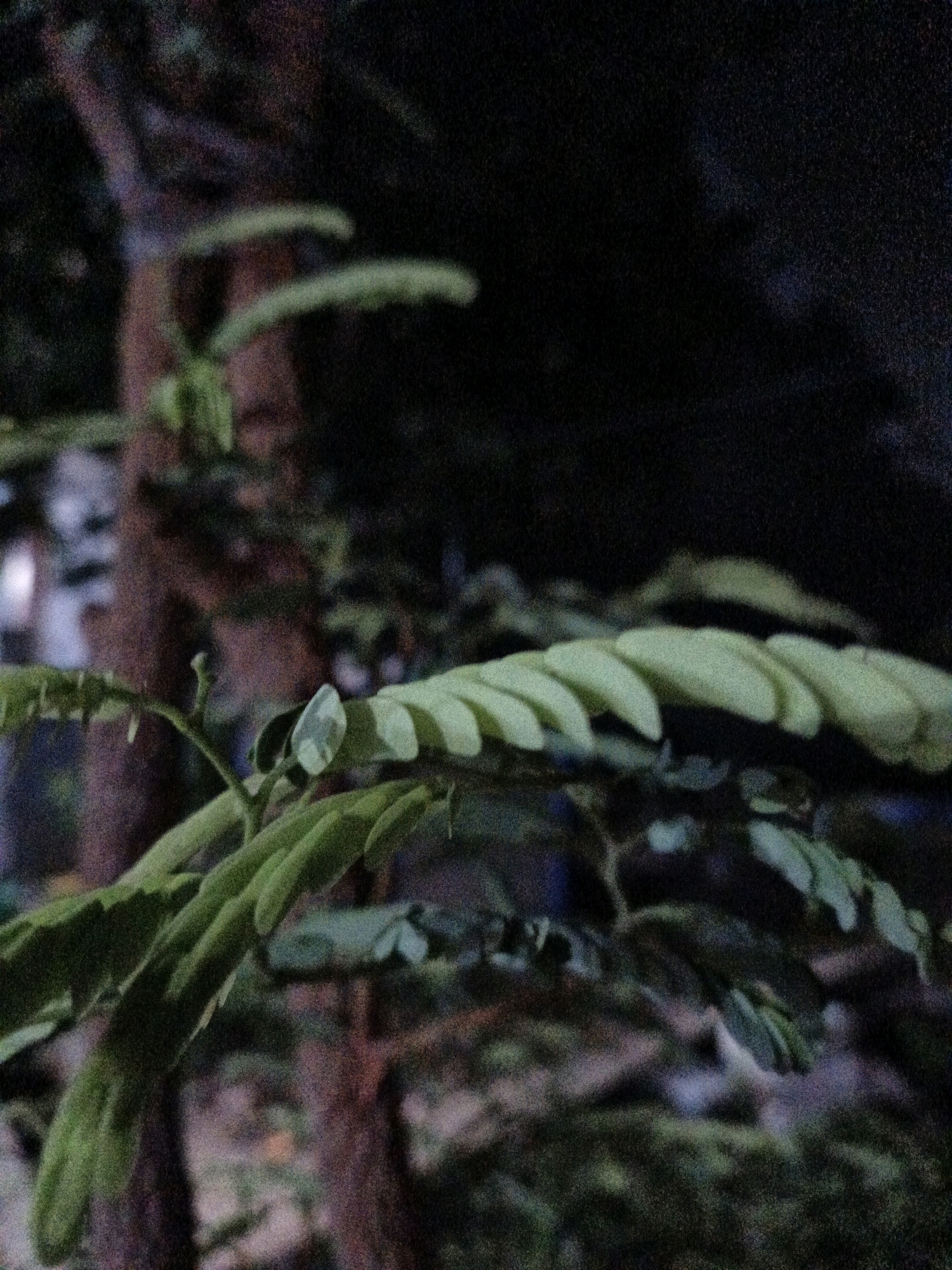 The image captures a close-up view of green, feathery leaves in the foreground, likely from a tree. The leaves are detailed, showing individual leaflets arranged along a stem. In the background, a blurred tree trunk with rough bark is visible. The overall lighting suggests it is either dusk or nighttime, with dark shadows and limited illumination, creating a grainy effect on the image. The scene appears to be outdoors, possibly in a garden or park setting within Cikal, Indonesia, given the presence of lush vegetation and a tree. No people or specific actions are discernible.
