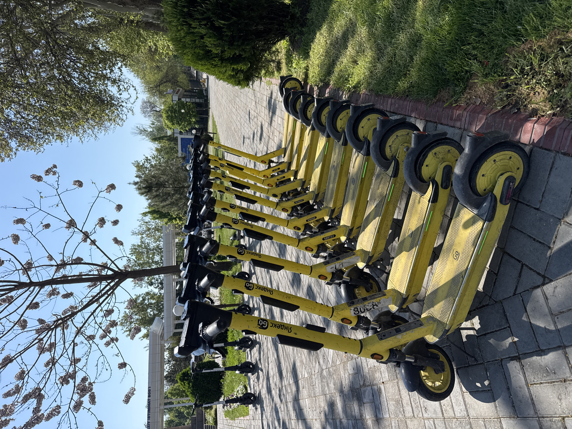The image shows a row of yellow scooters parked on a paved walkway in Samarkand City, Uzbekistan. The scooters are branded "Yandex Go," with Cyrillic script also visible. The scooters are lined up neatly along a brick border, adjacent to a grassy area and bushes. In the background, there are trees and a building with white pillars. A tree with budding flowers is visible in the foreground. The lighting suggests a sunny day.