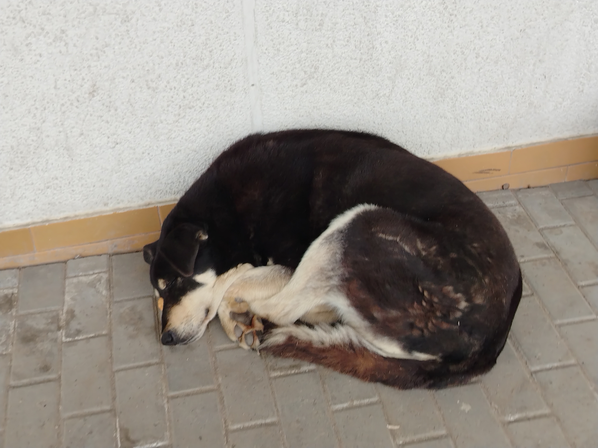 The image shows a dog curled up asleep on a grey brick pavement. The dog is mostly black with white and tan markings on its face and legs. It is resting against a white wall with a light brown border. The location is indicated as the city of Chaikovsky, Russia.